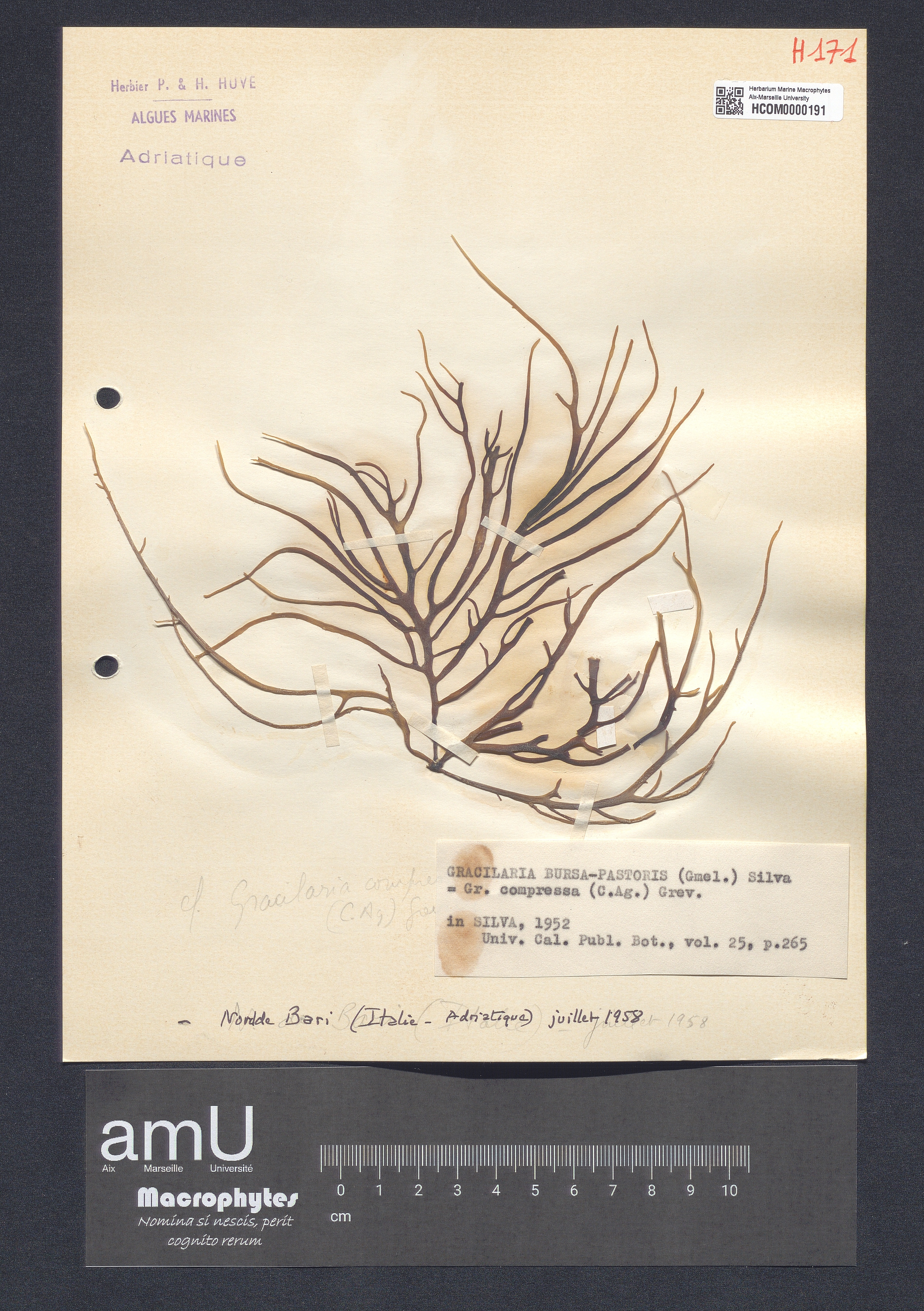 Gracilaria bursa-pastoris specimen