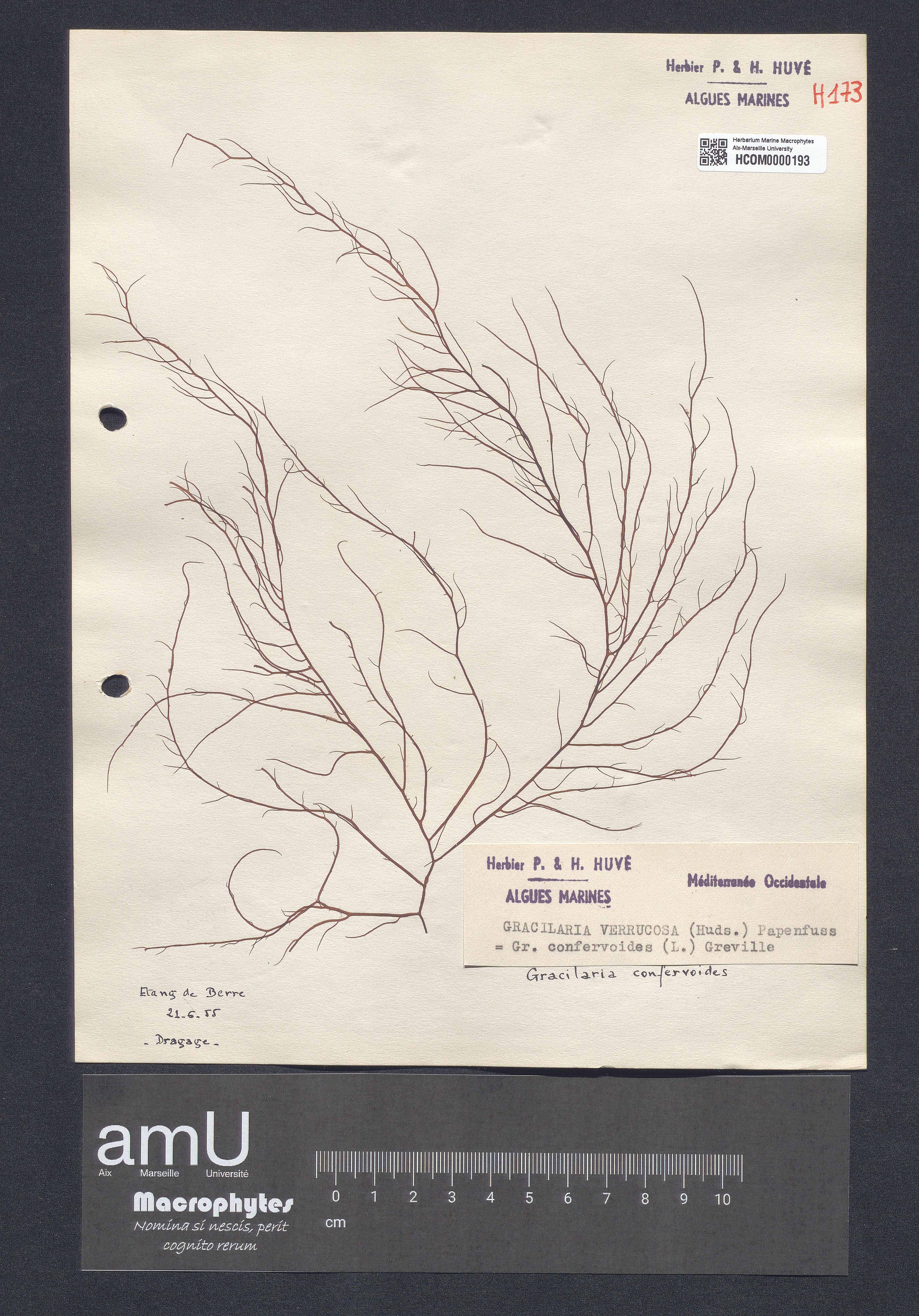 Gracilaria verrucosa specimen