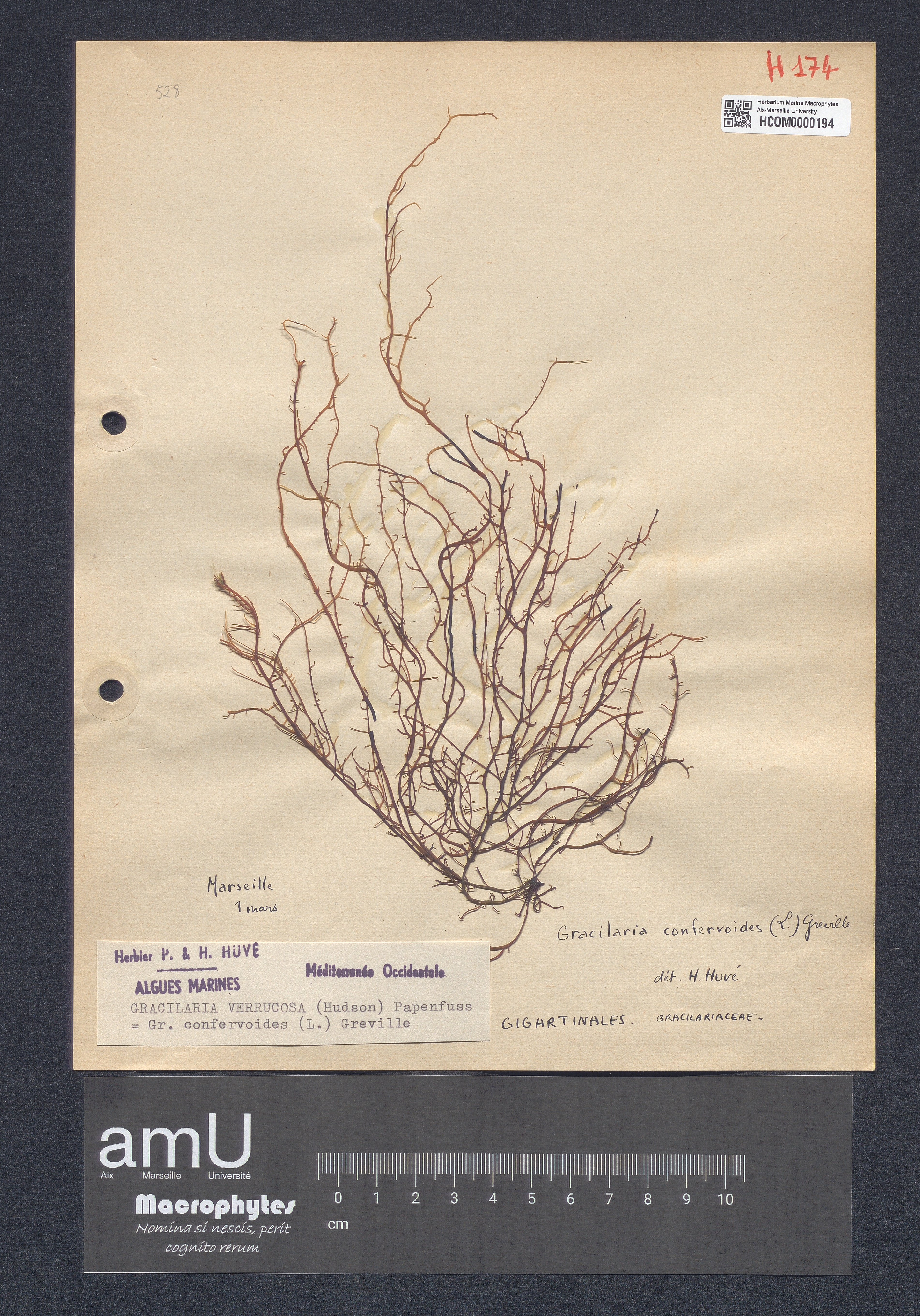 Gracilaria verrucosa specimen