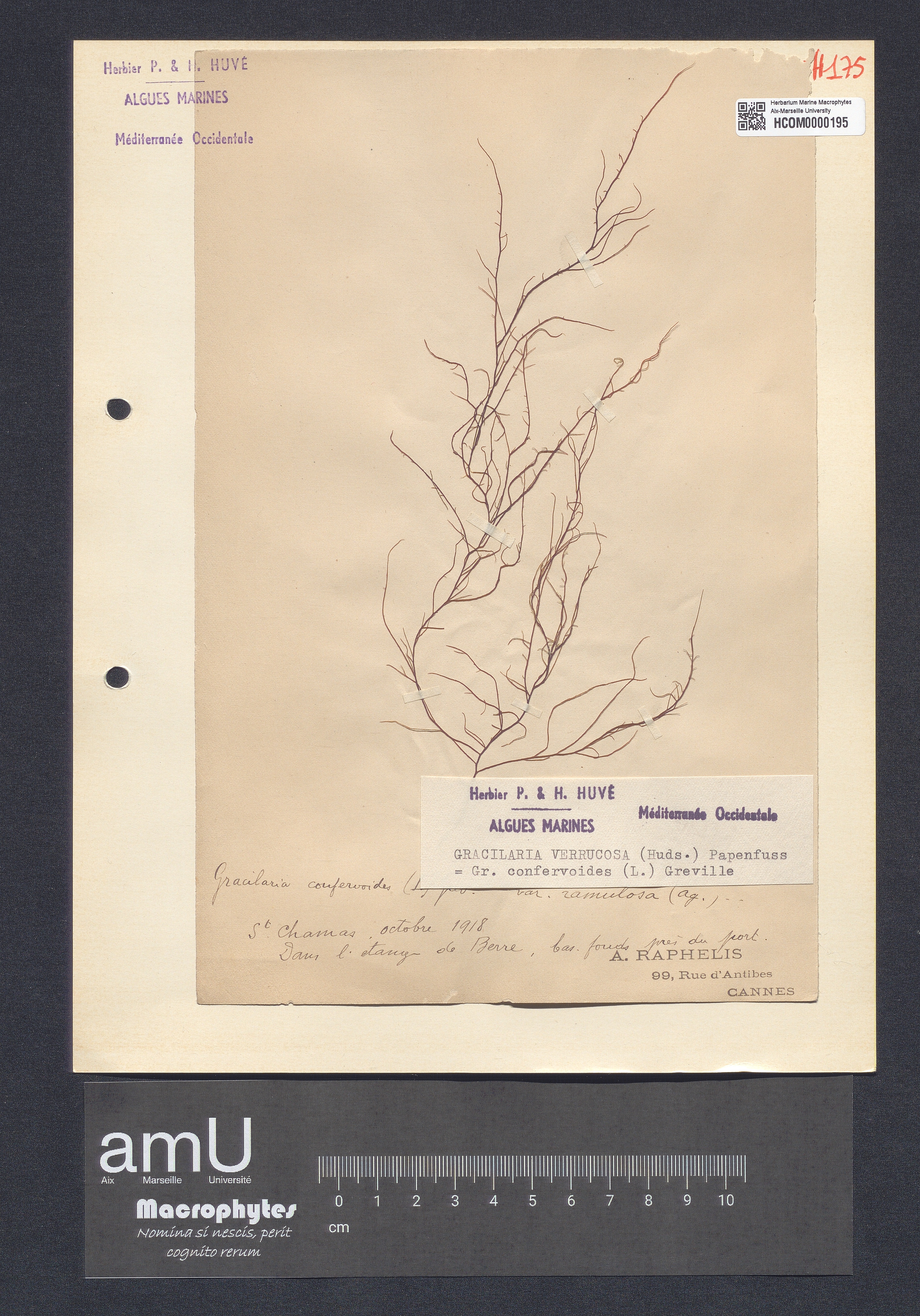 Gracilaria verrucosa specimen