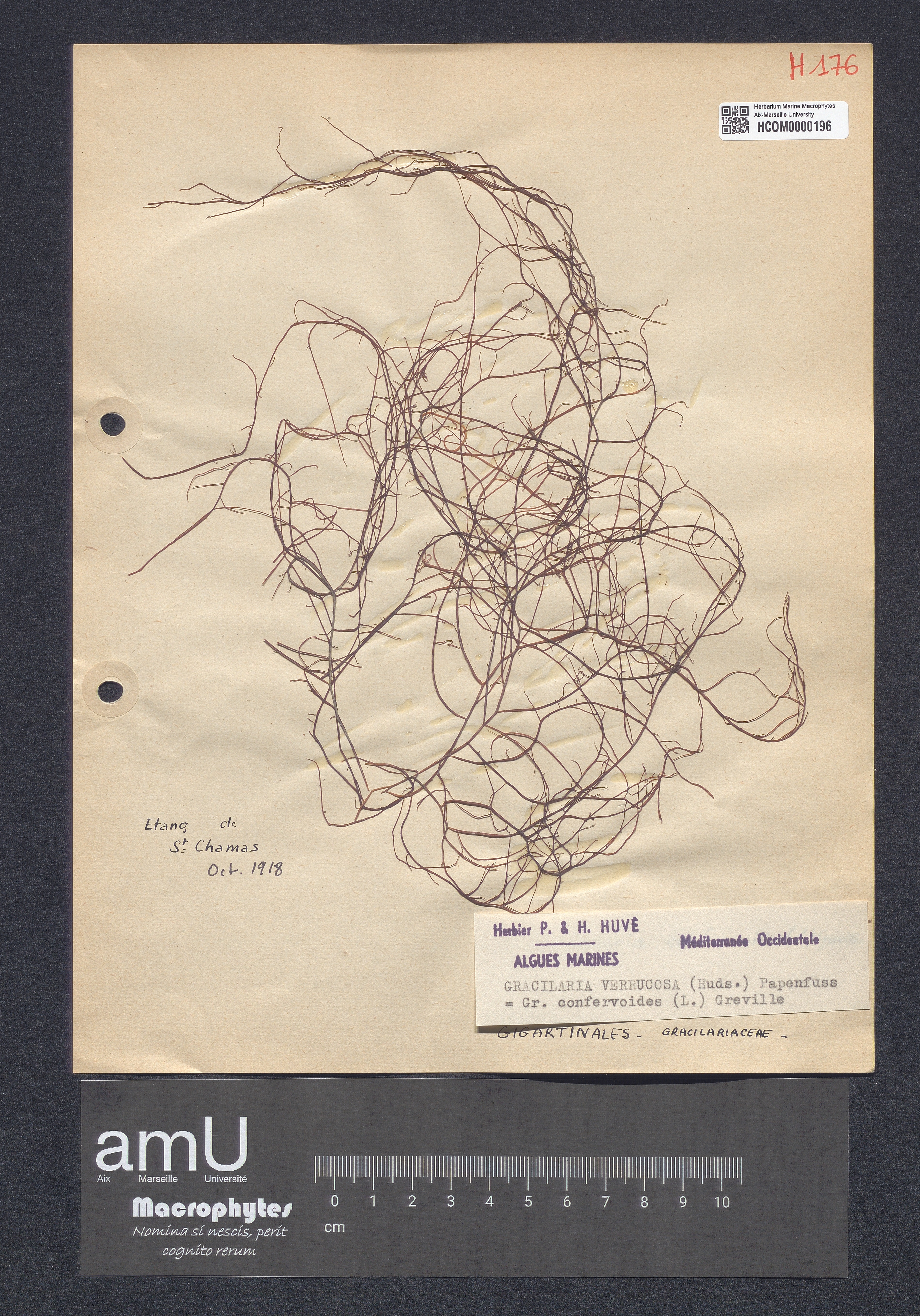 Gracilaria verrucosa specimen