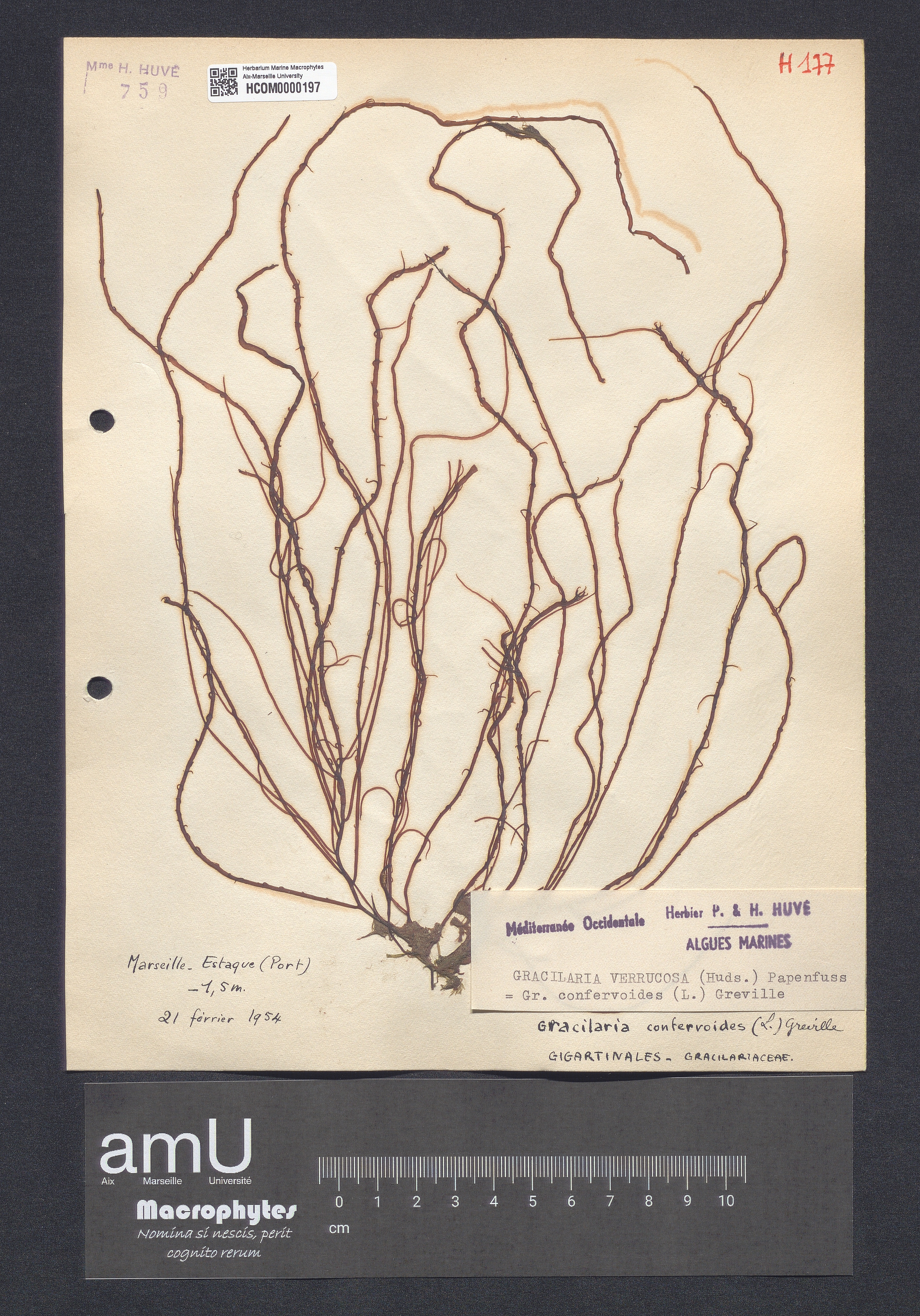 Gracilaria verrucosa specimen