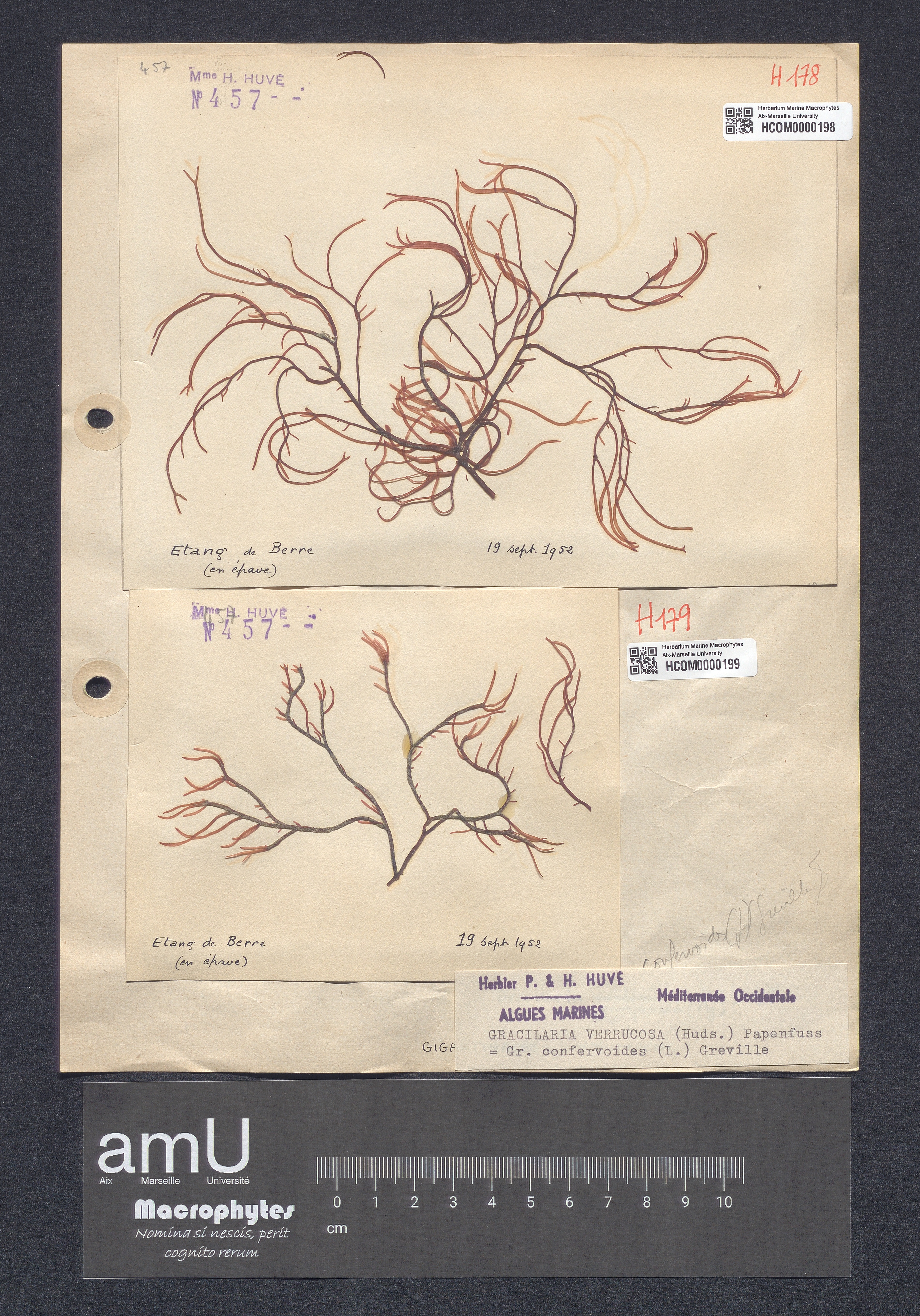 Gracilaria verrucosa specimen