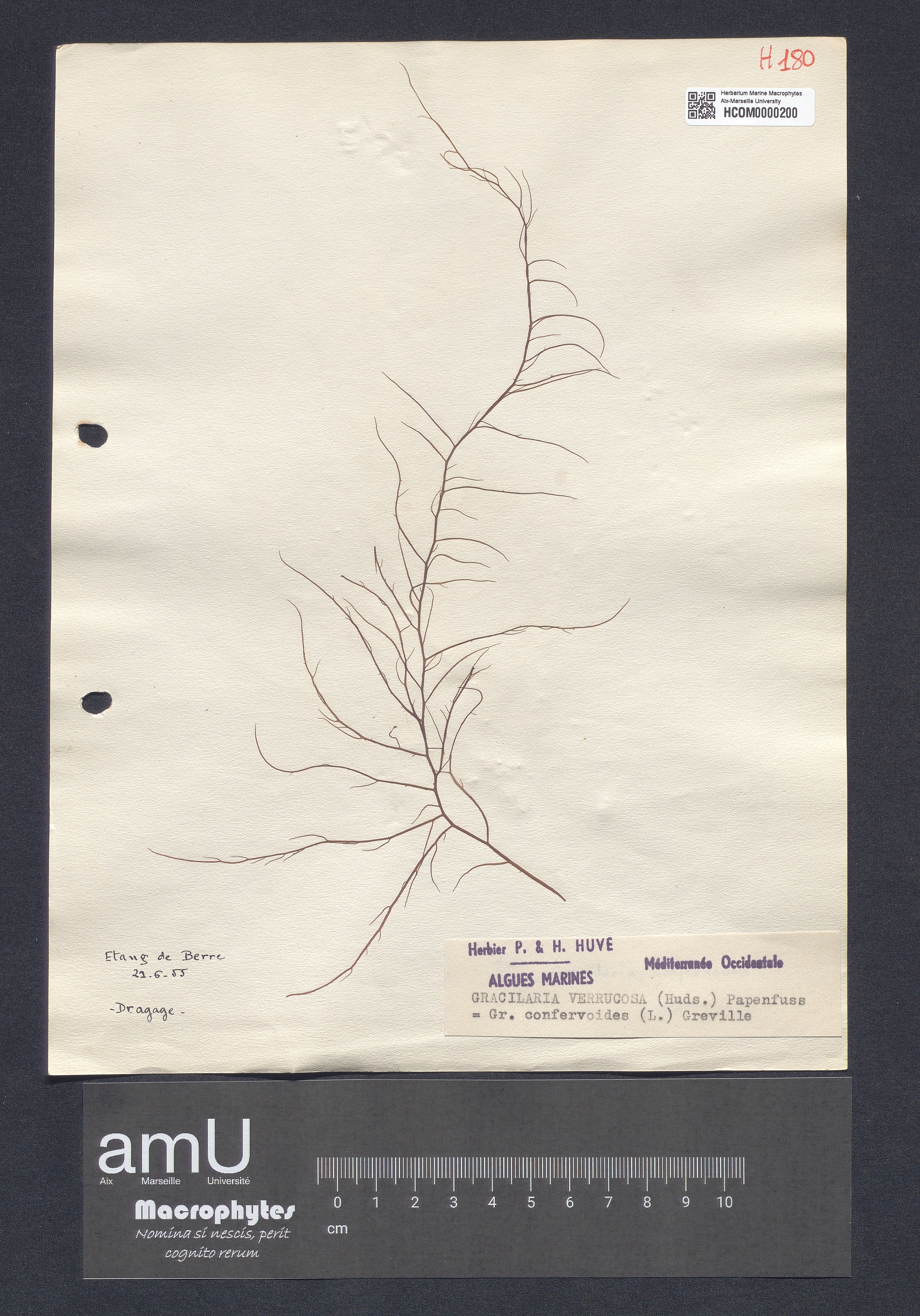 Gracilaria verrucosa specimen