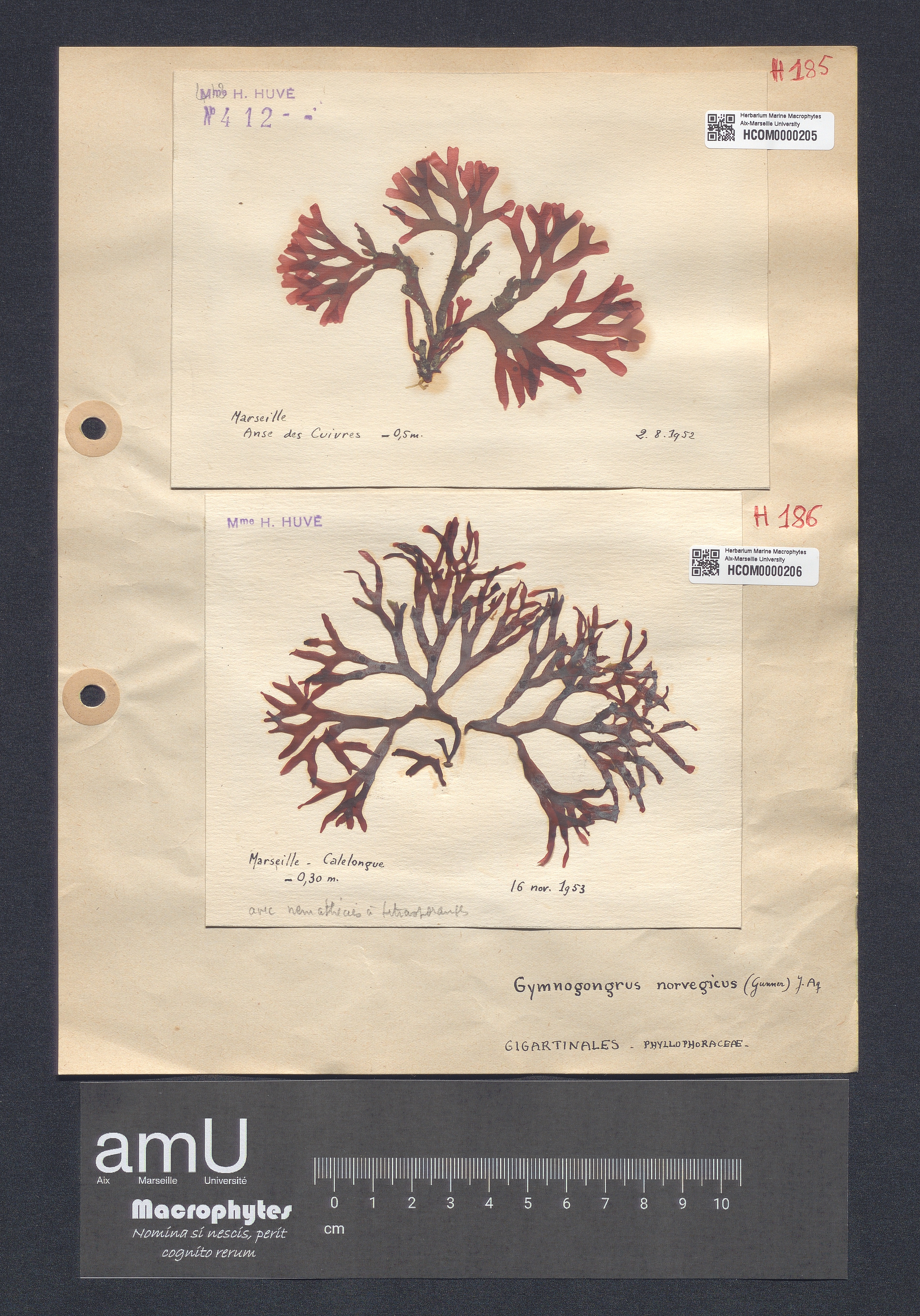 Gymnogongrus norvegicus specimen