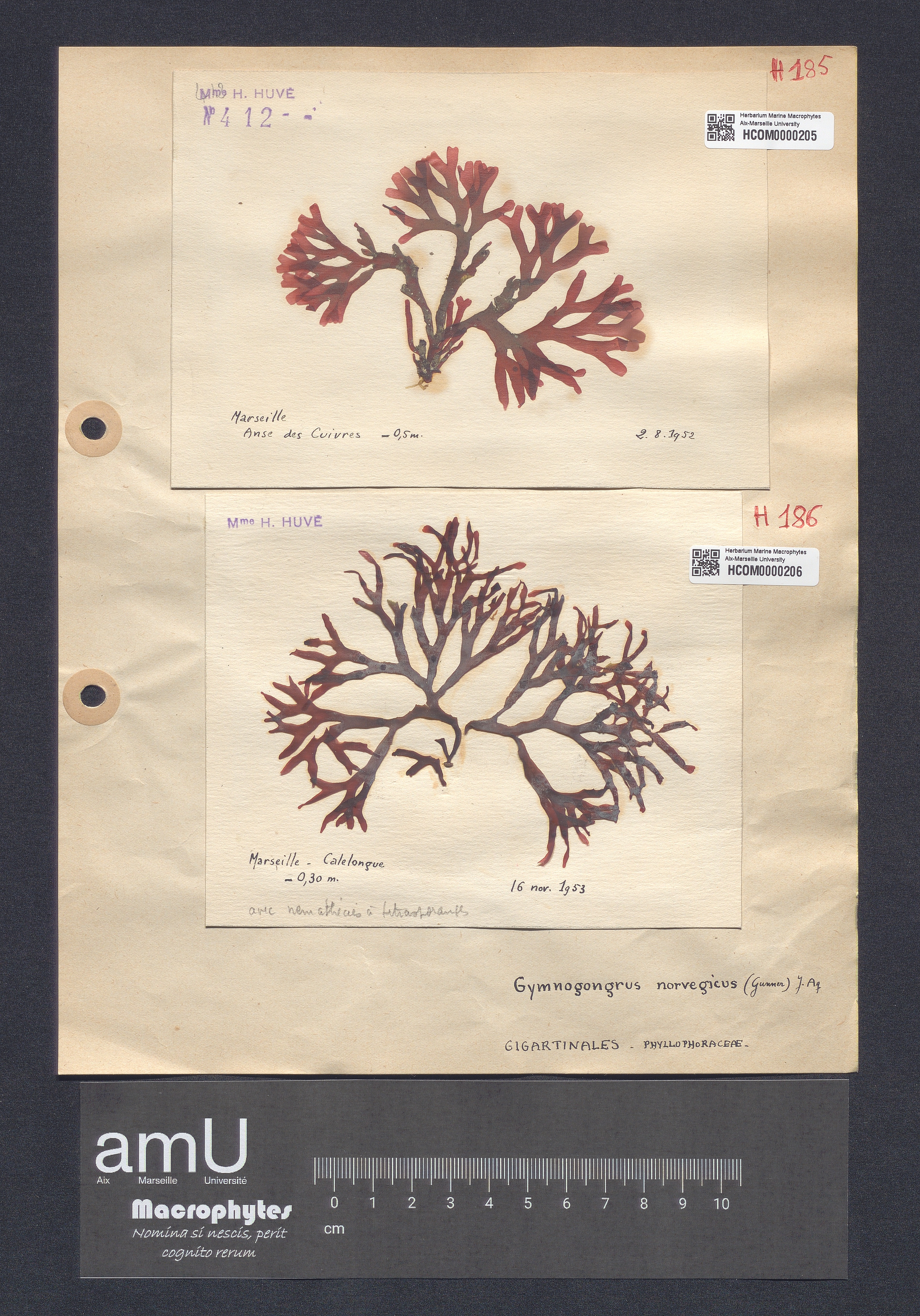 Gymnogongrus norvegicus specimen