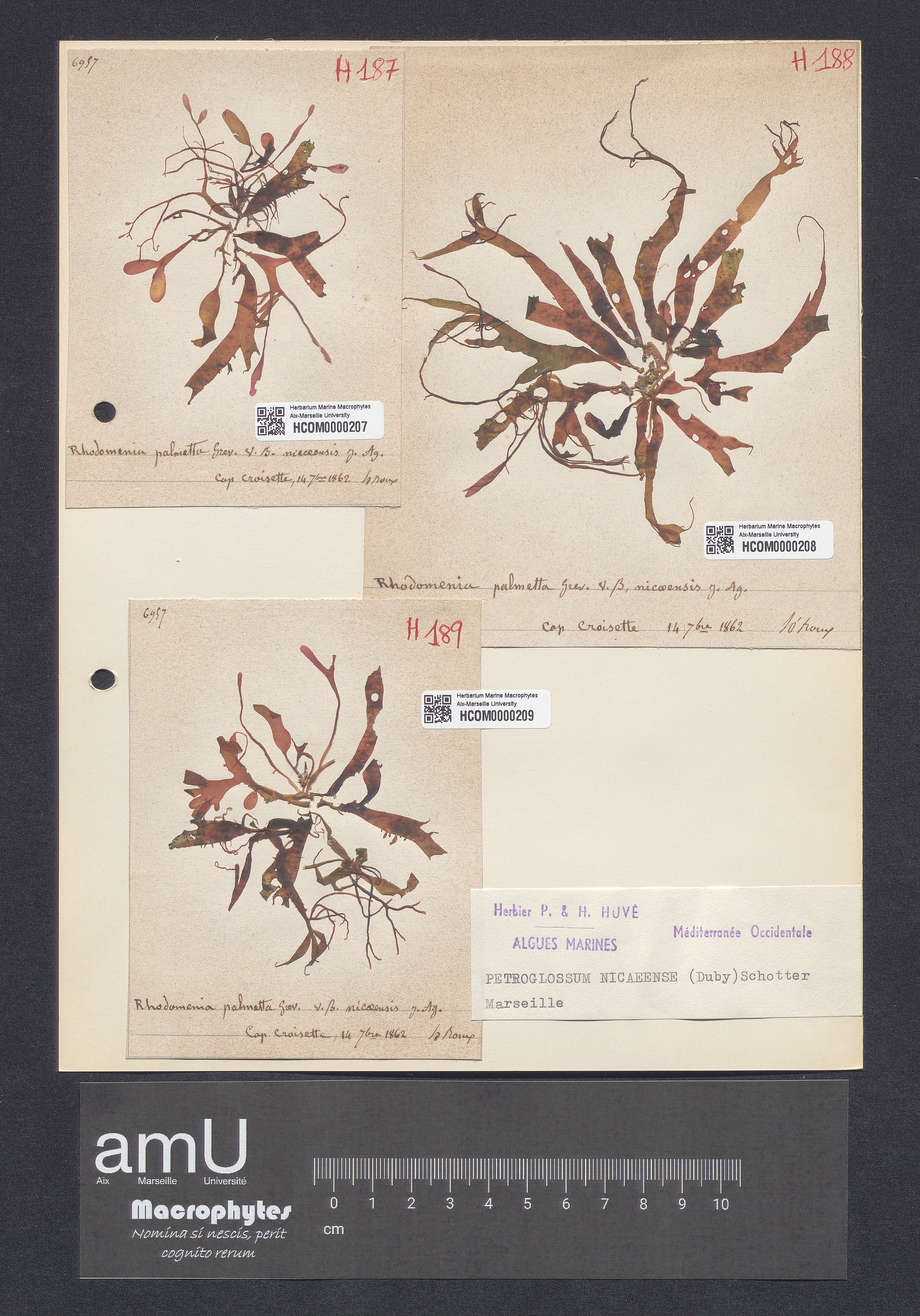Petroglossum nicaeense specimen