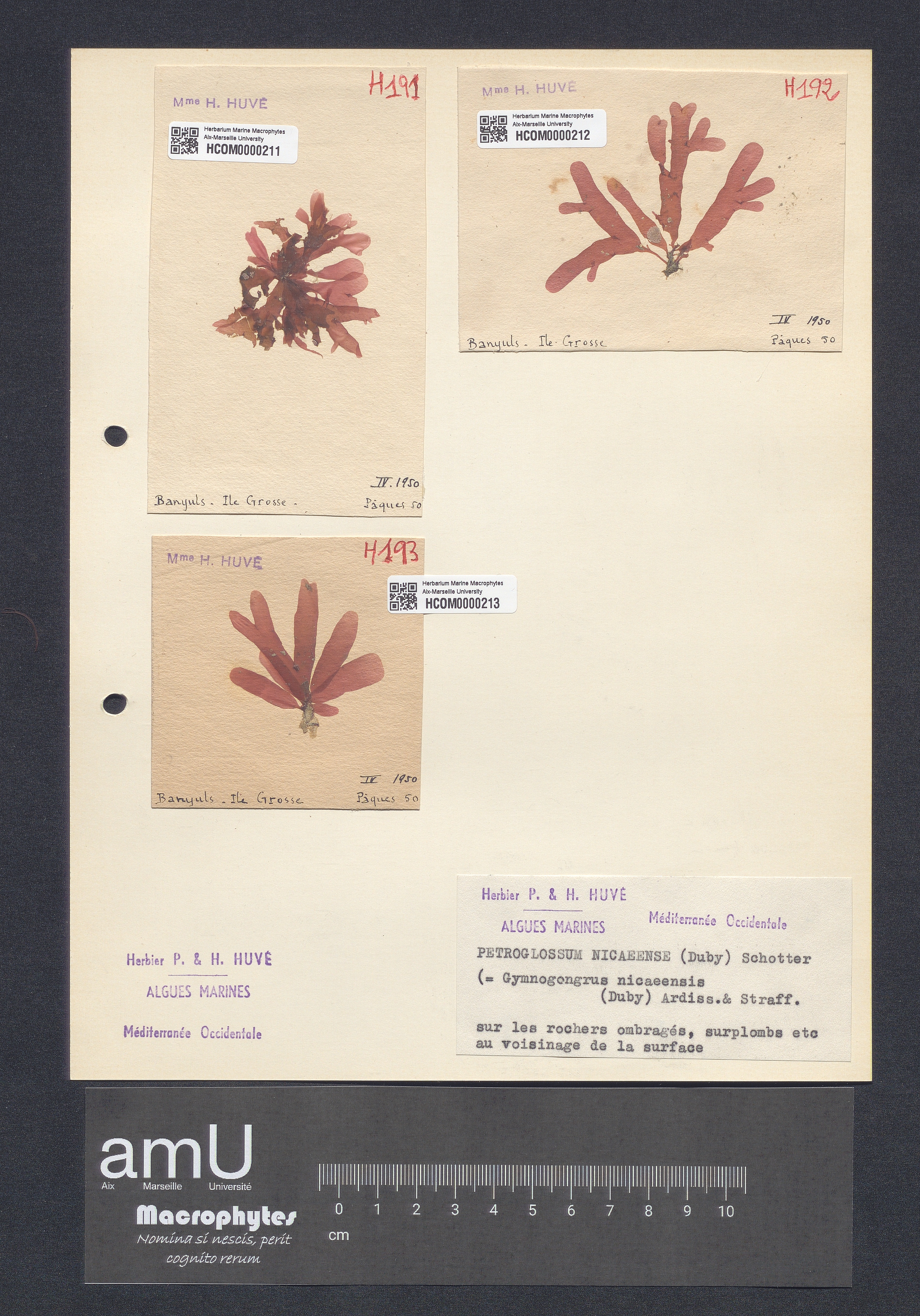Petroglossum nicaeense specimen