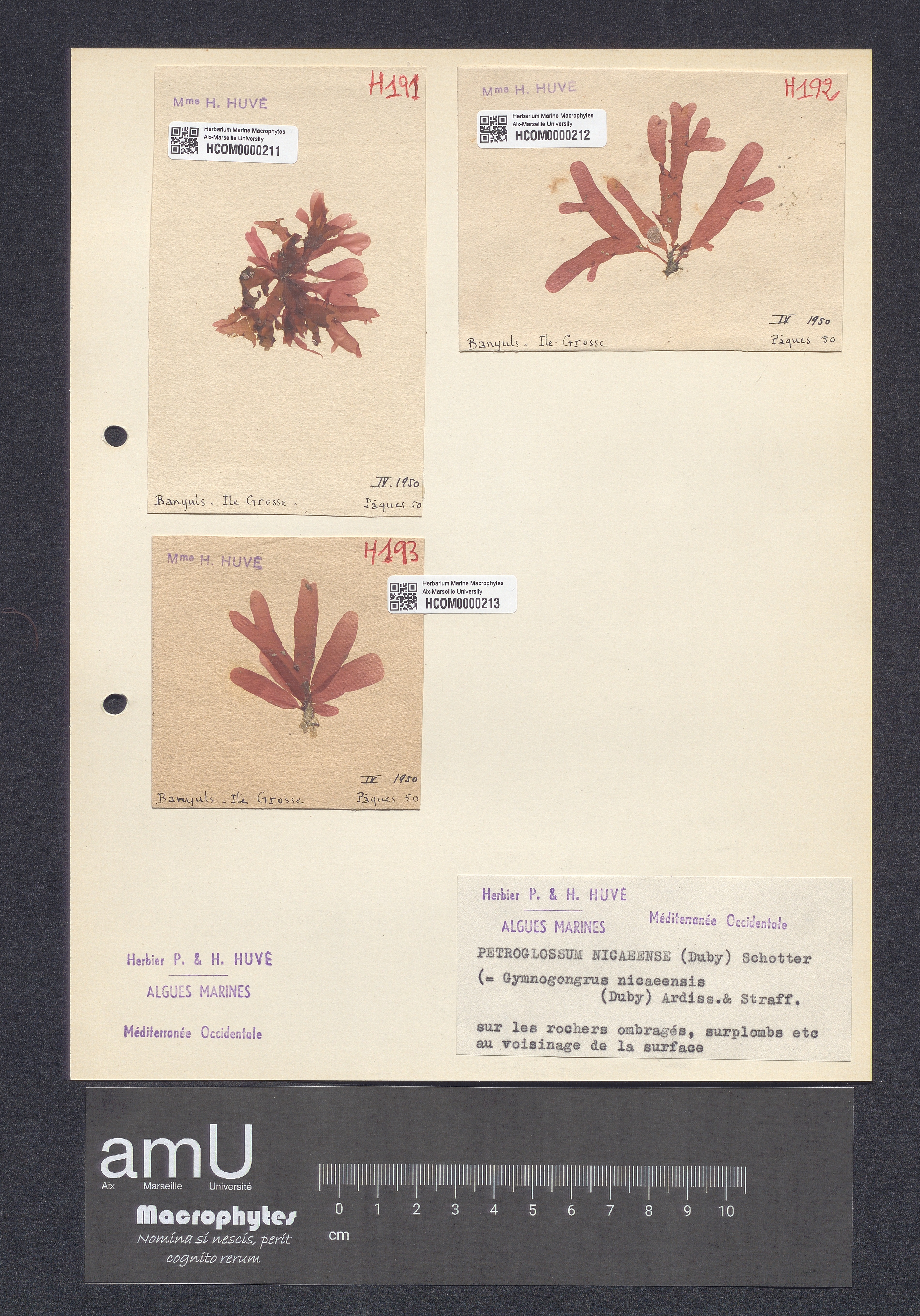 Petroglossum nicaeense specimen