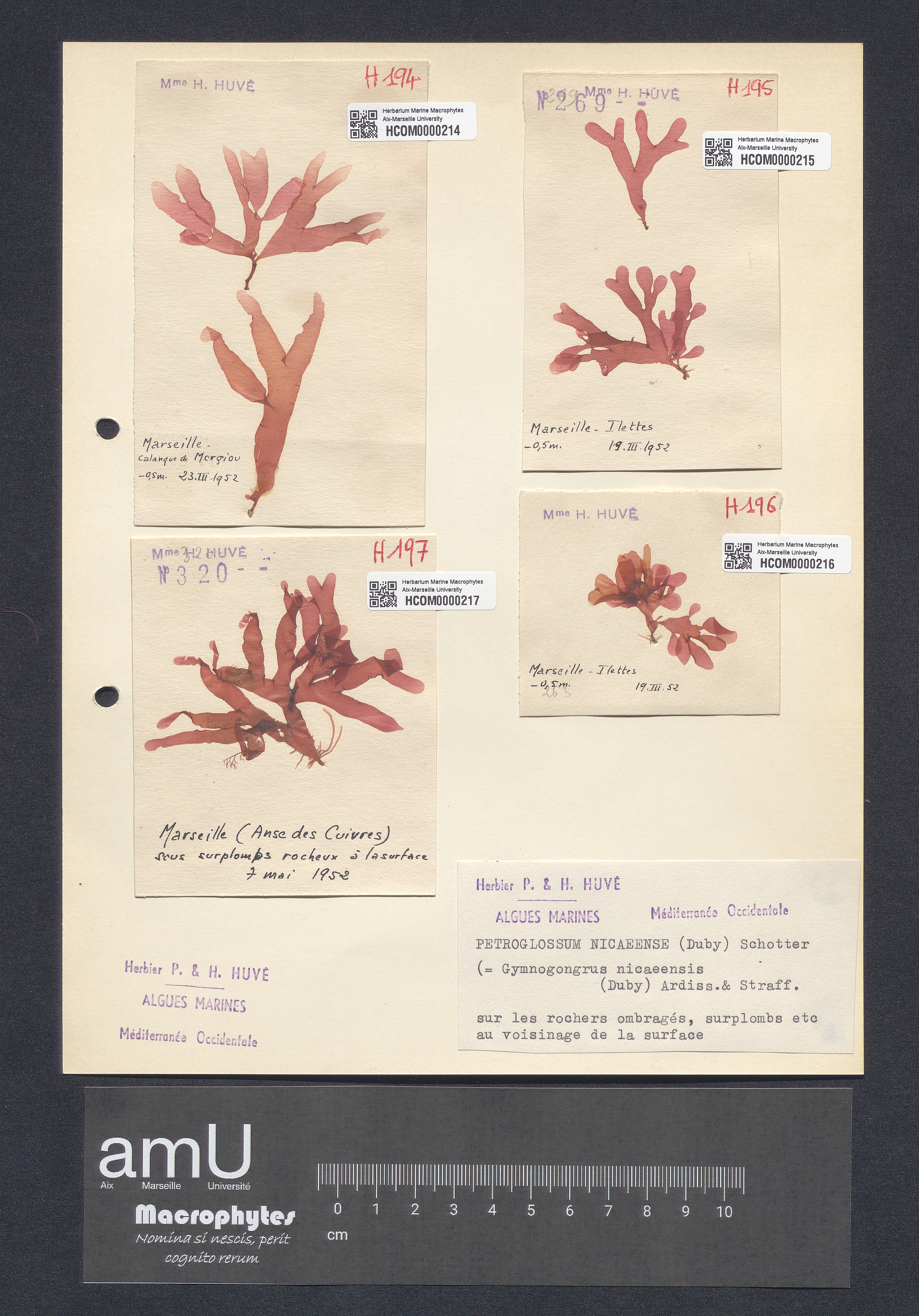 Petroglossum nicaeense specimen