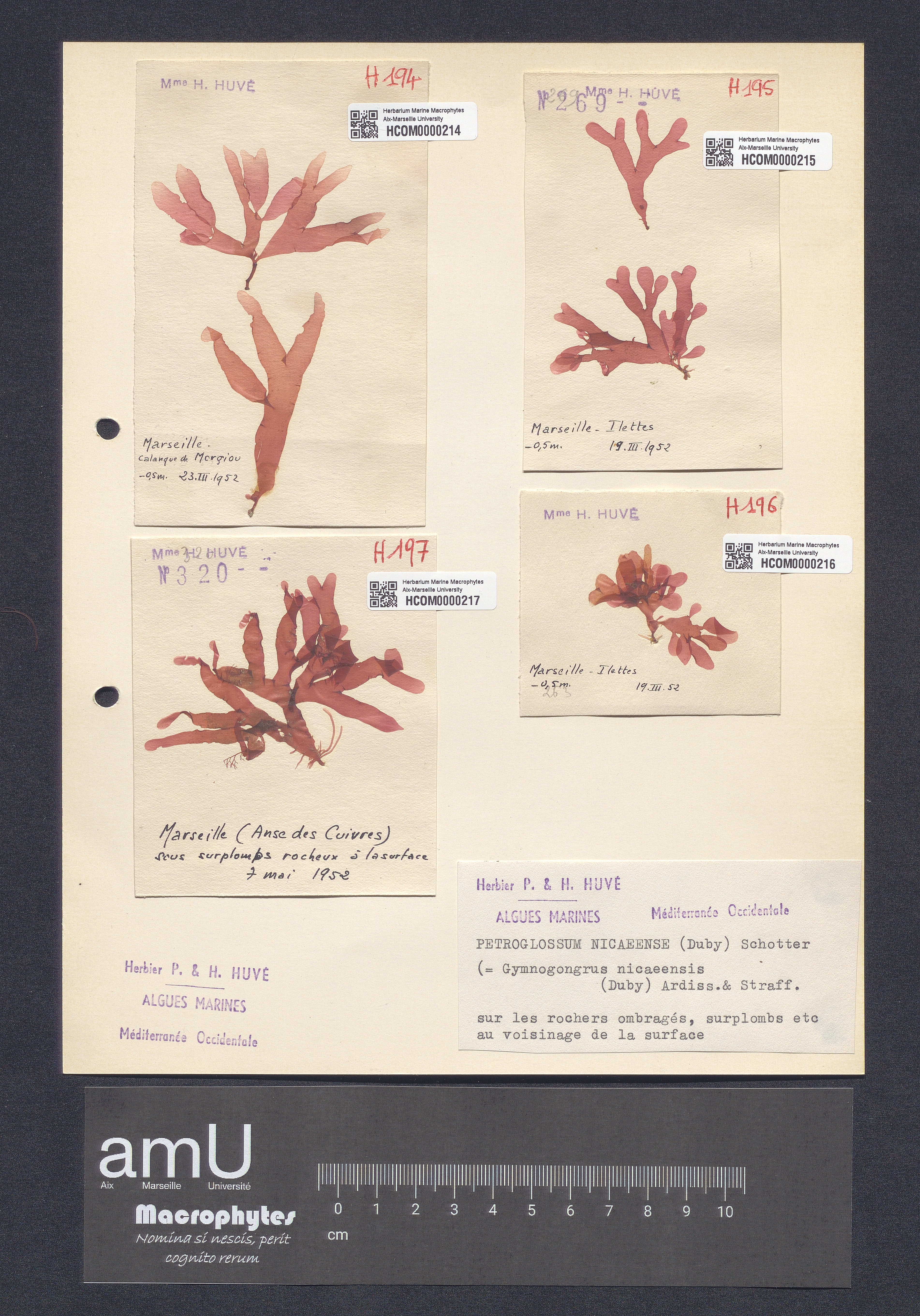 Petroglossum nicaeense specimen