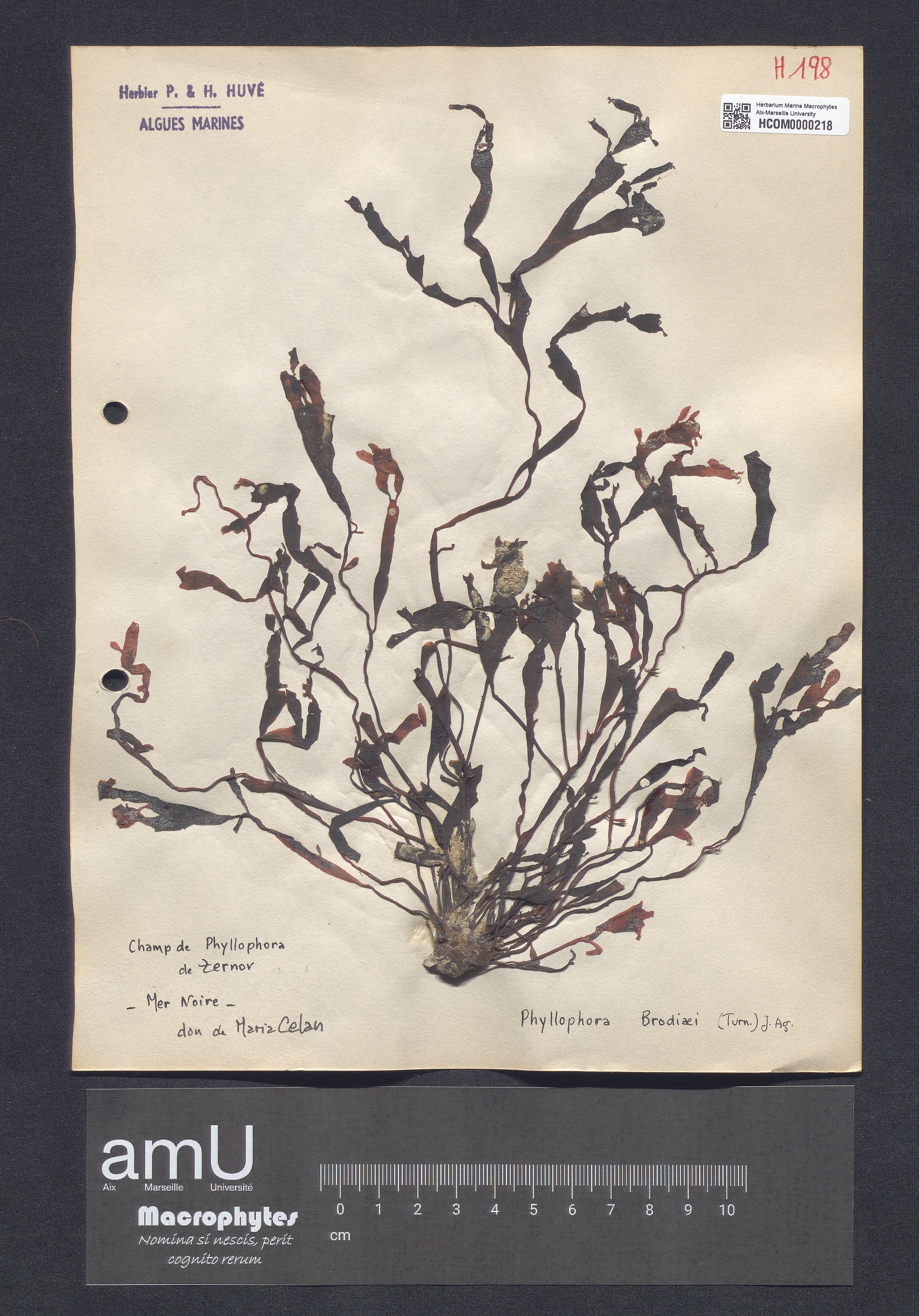 Phyllophora brodiaei specimen