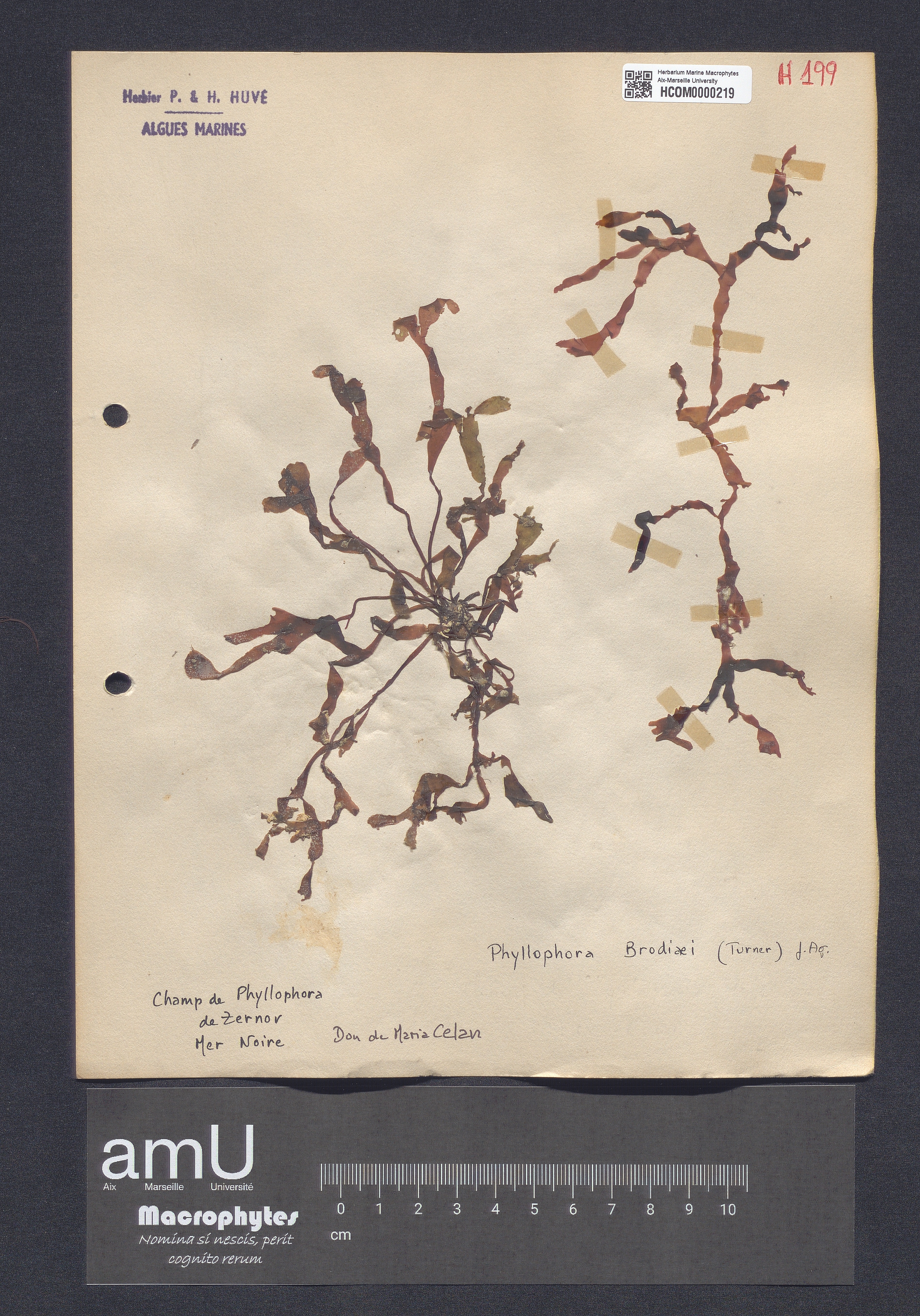 Phyllophora brodiaei specimen