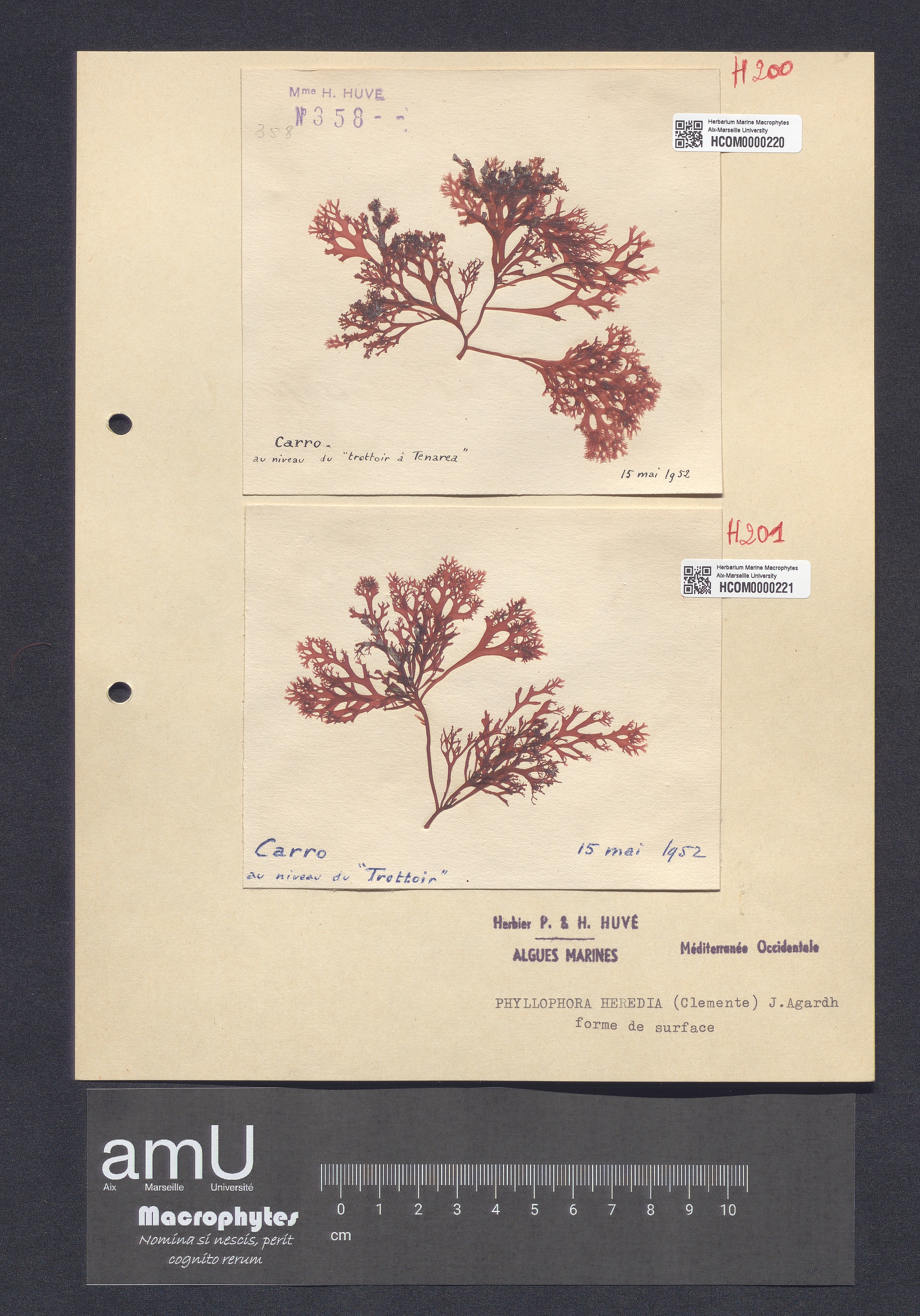 Phyllophora heredia specimen