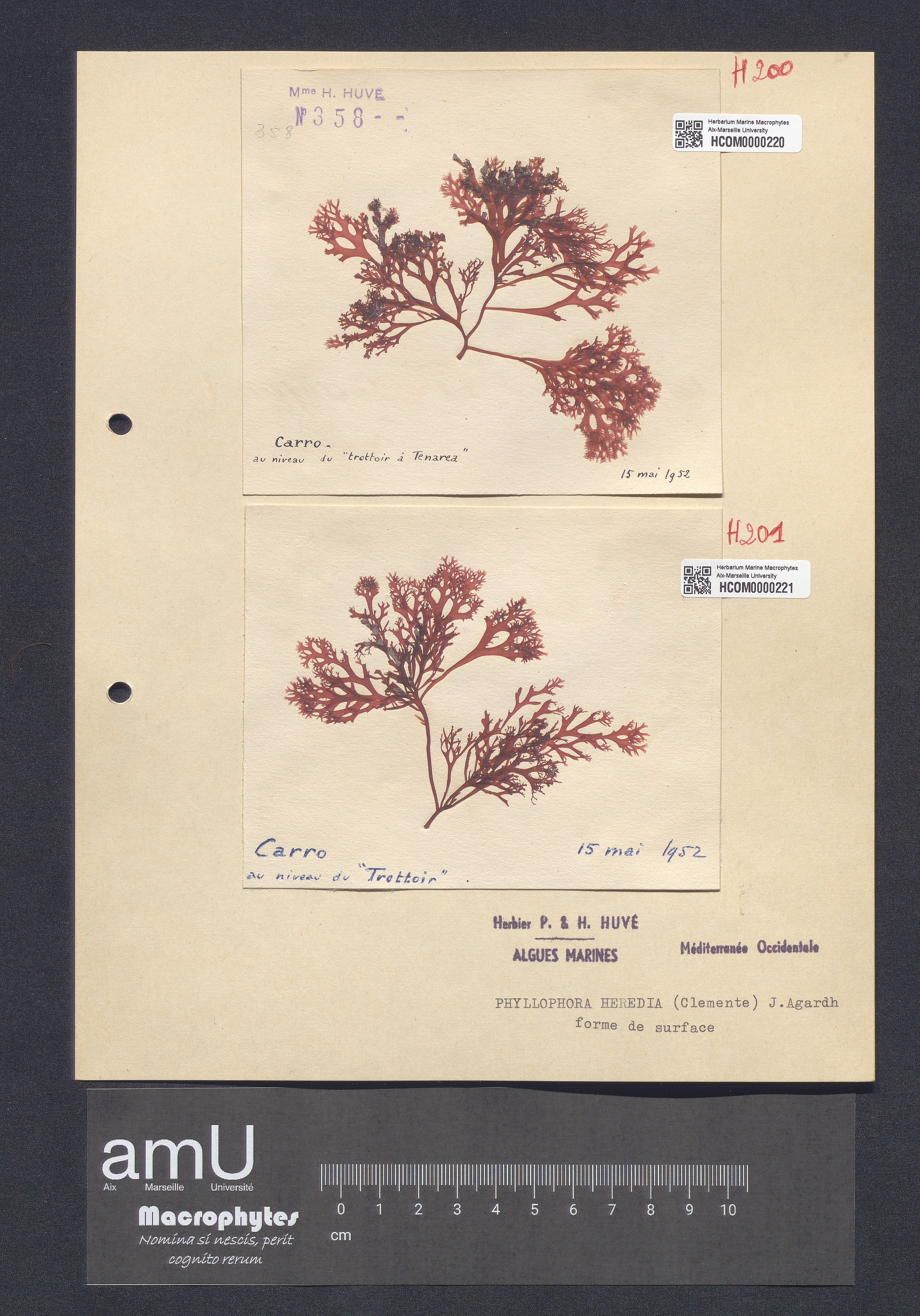 Phyllophora heredia specimen