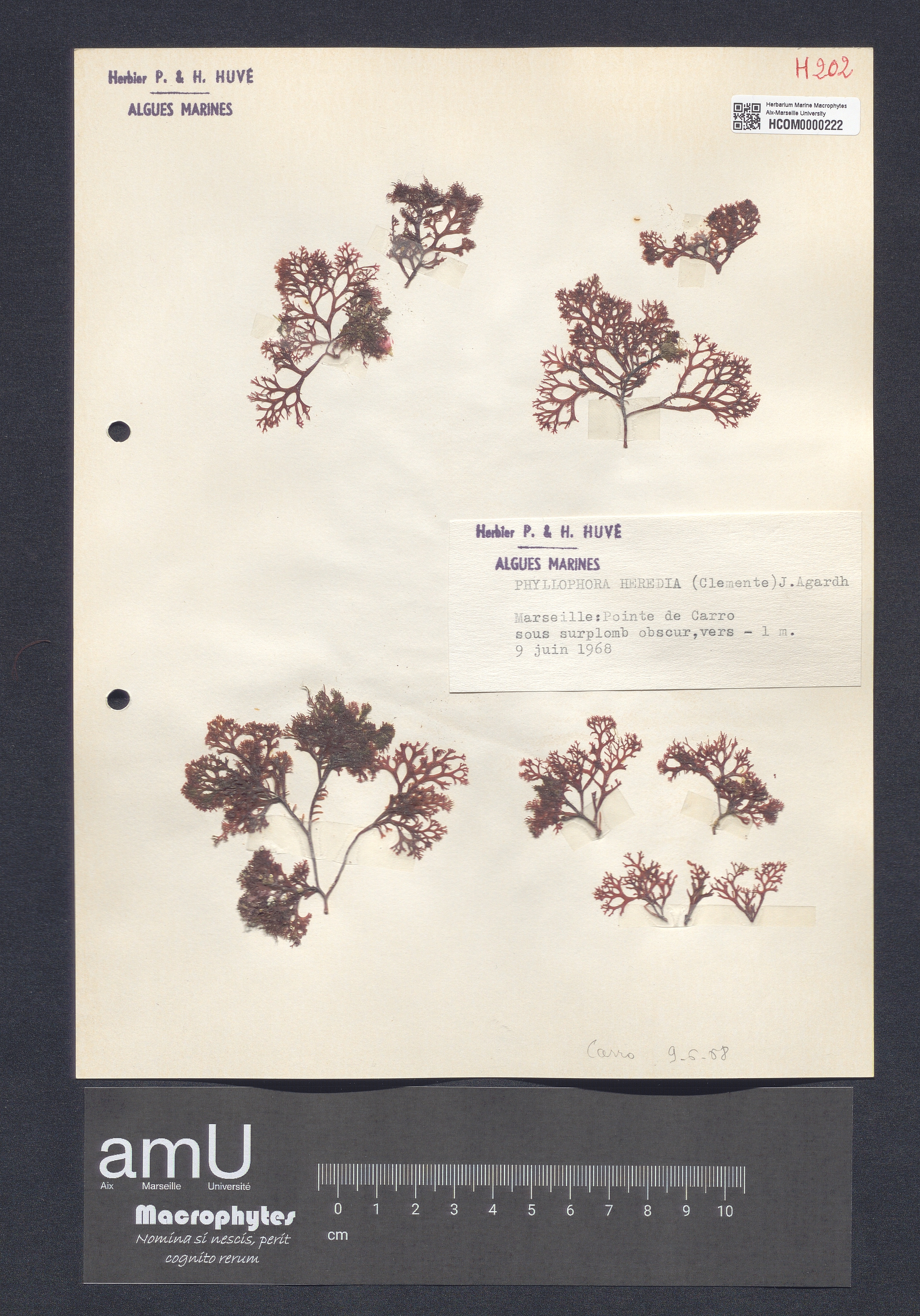 Phyllophora heredia specimen
