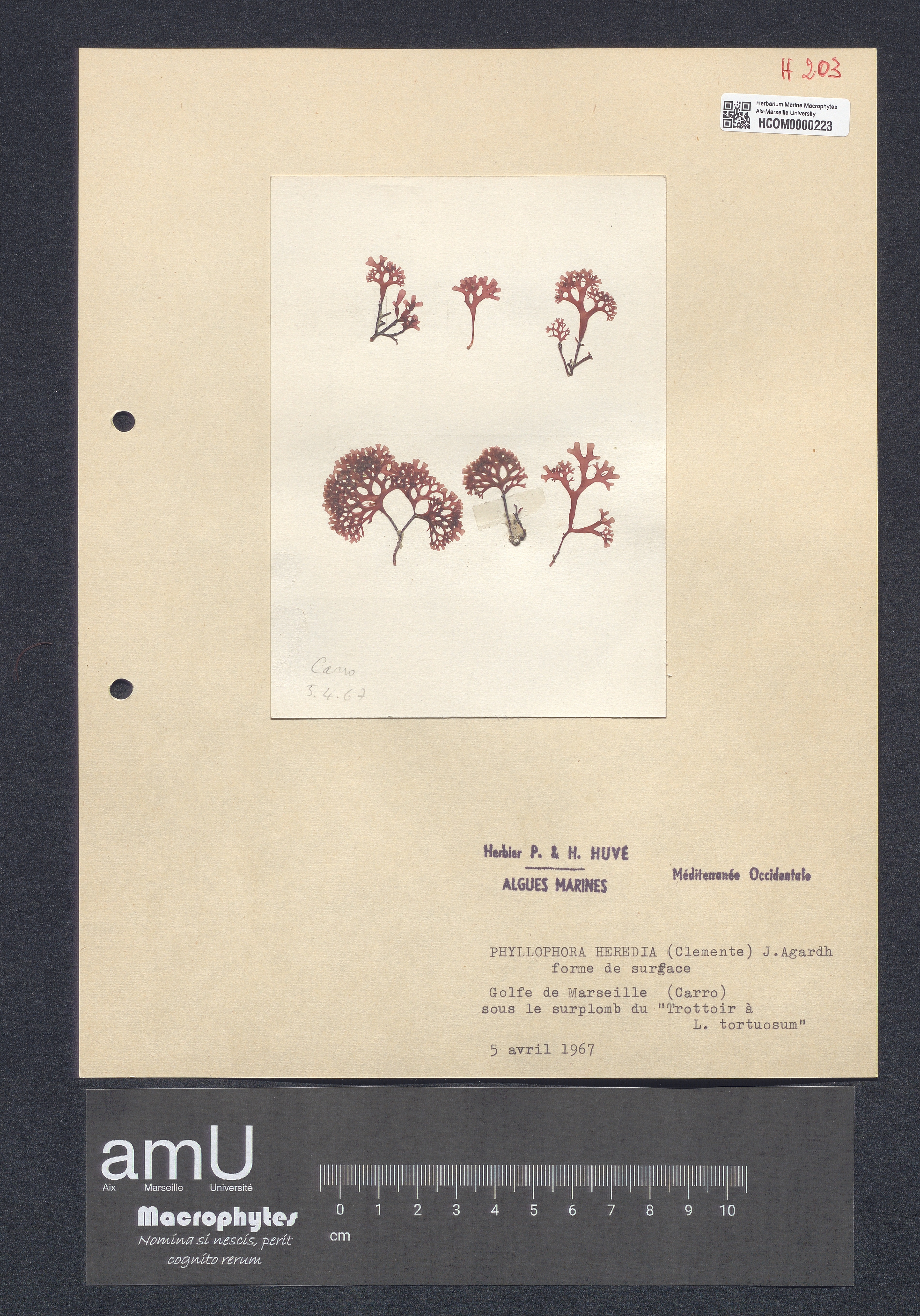 Phyllophora heredia specimen