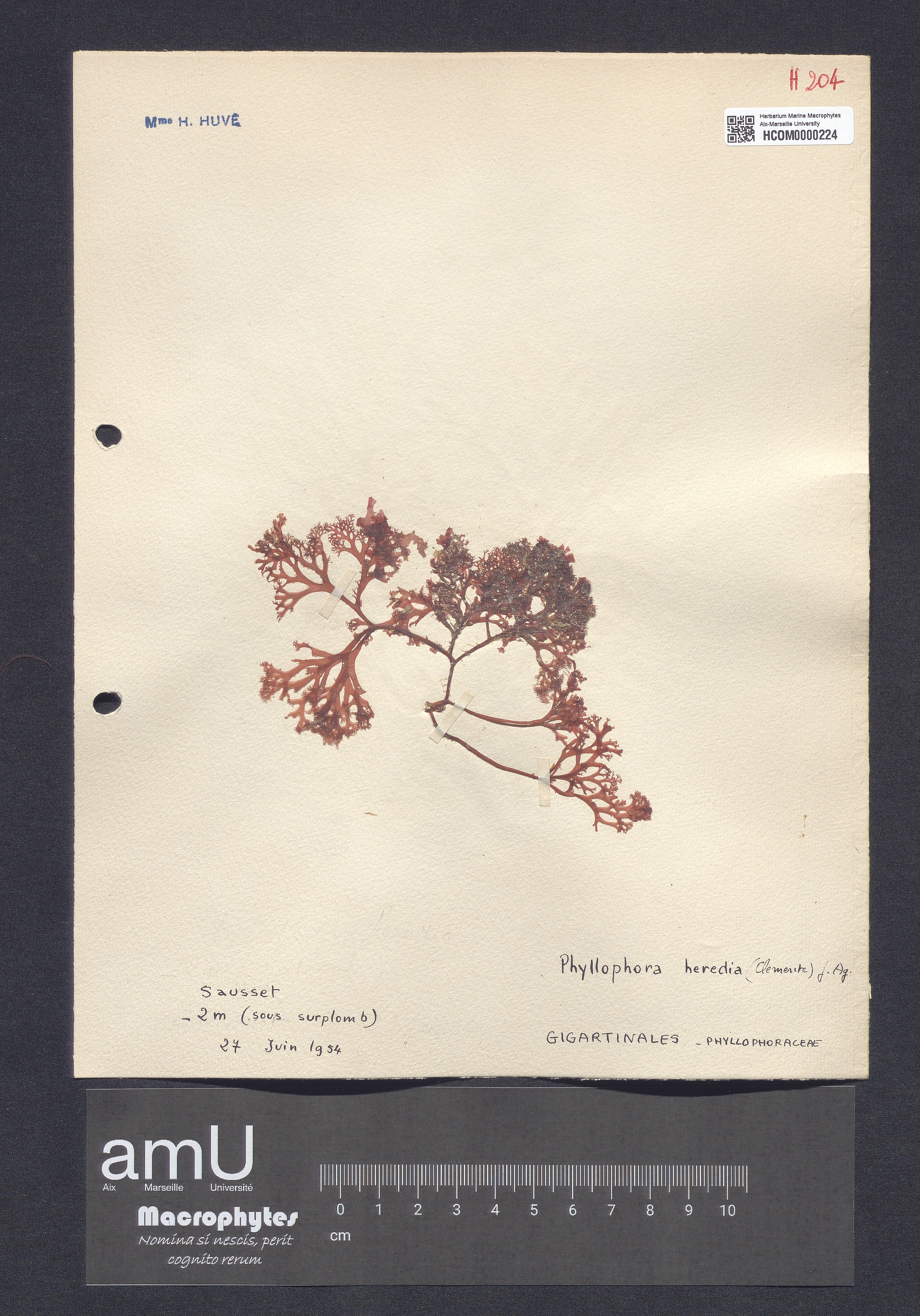 Phyllophora heredia specimen
