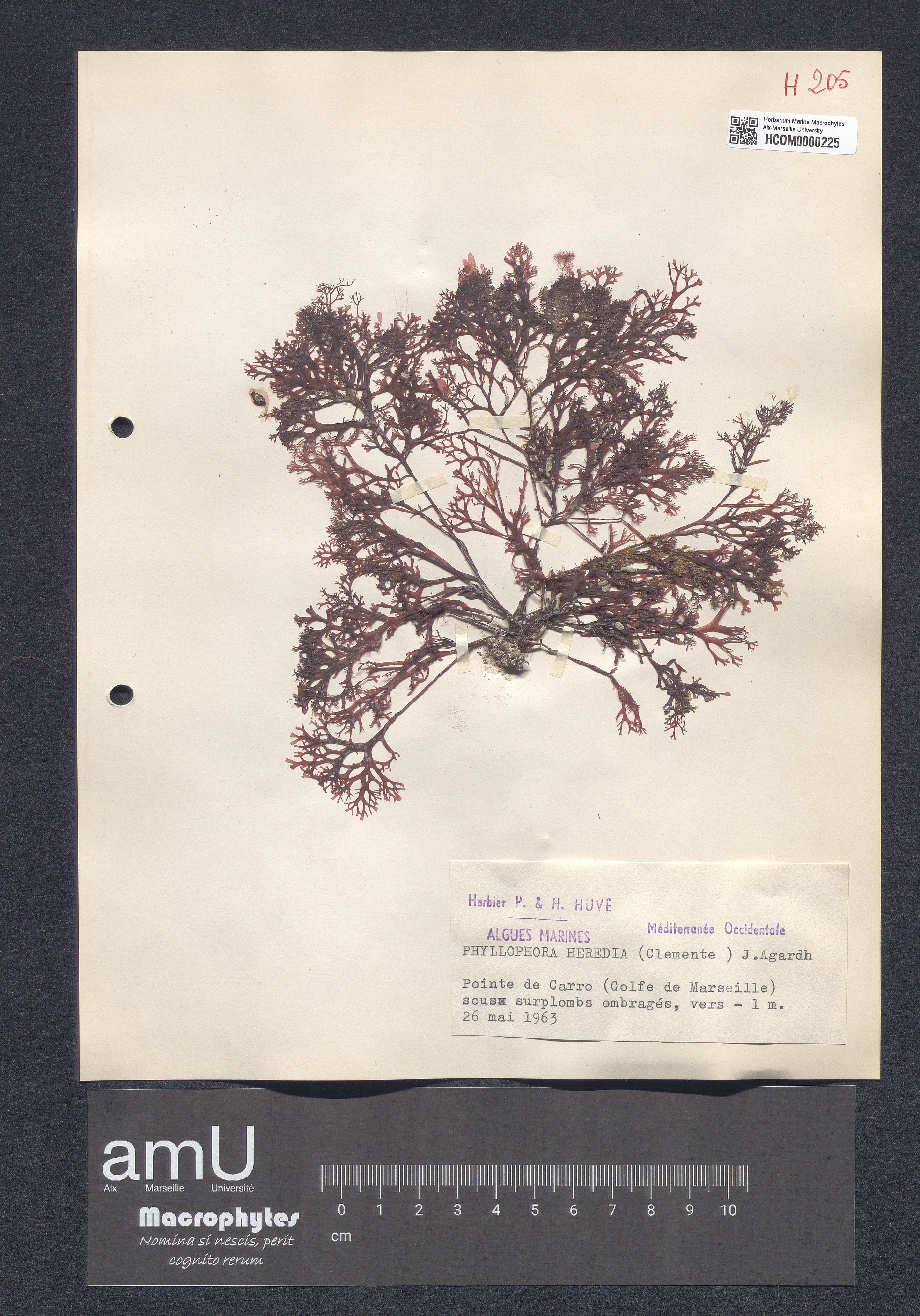 Phyllophora heredia specimen