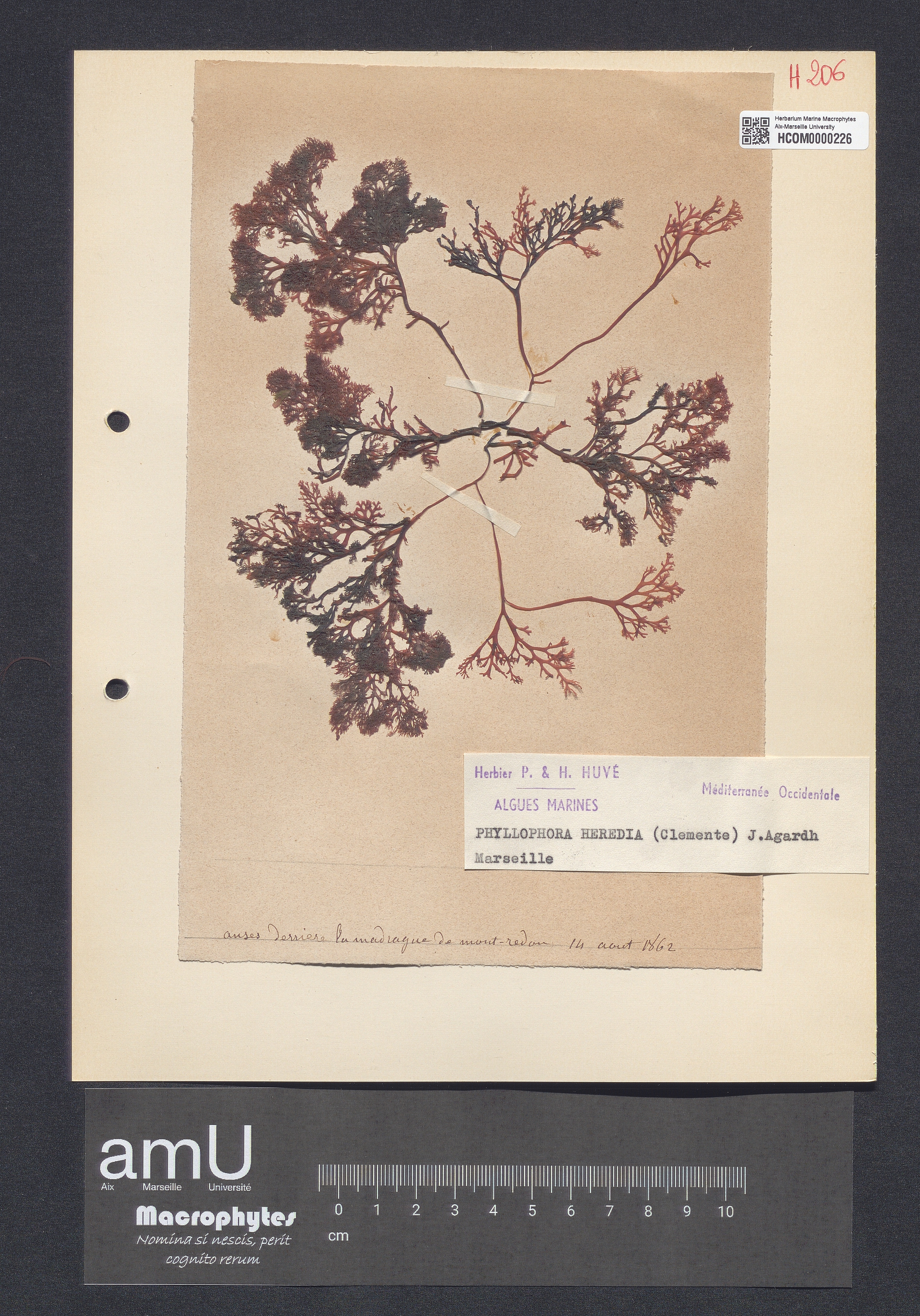 Phyllophora heredia specimen