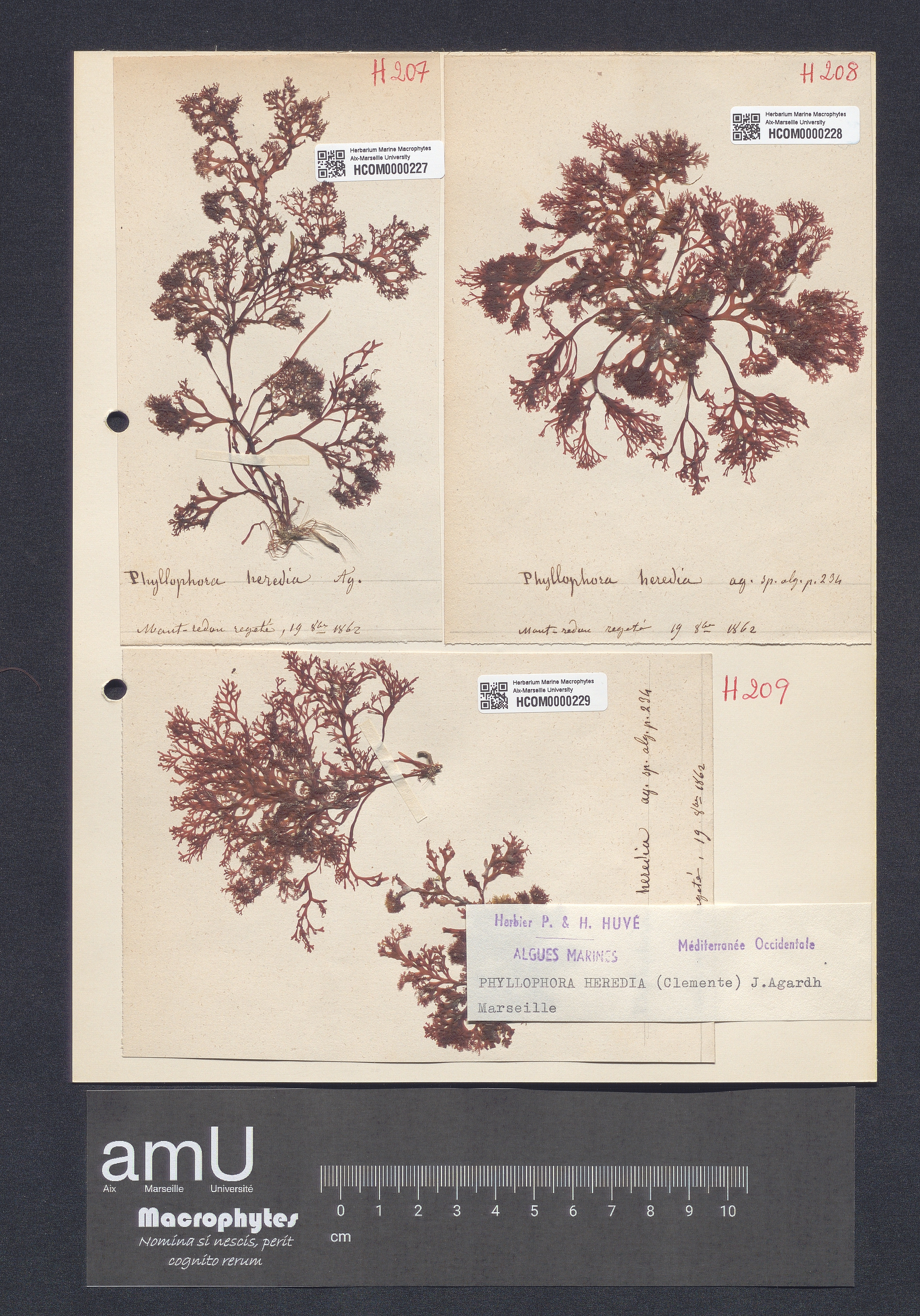 Phyllophora heredia specimen