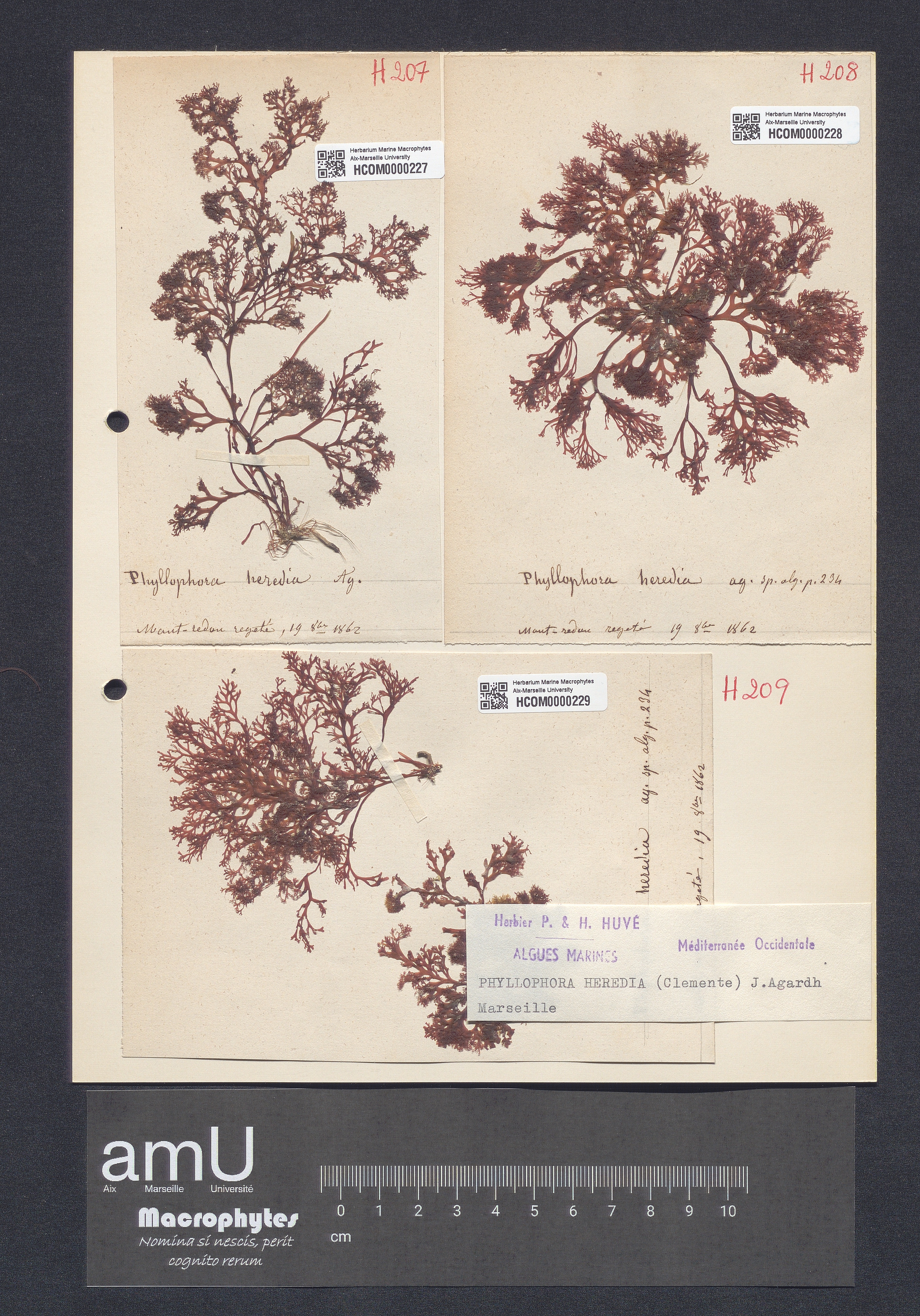 Phyllophora heredia specimen