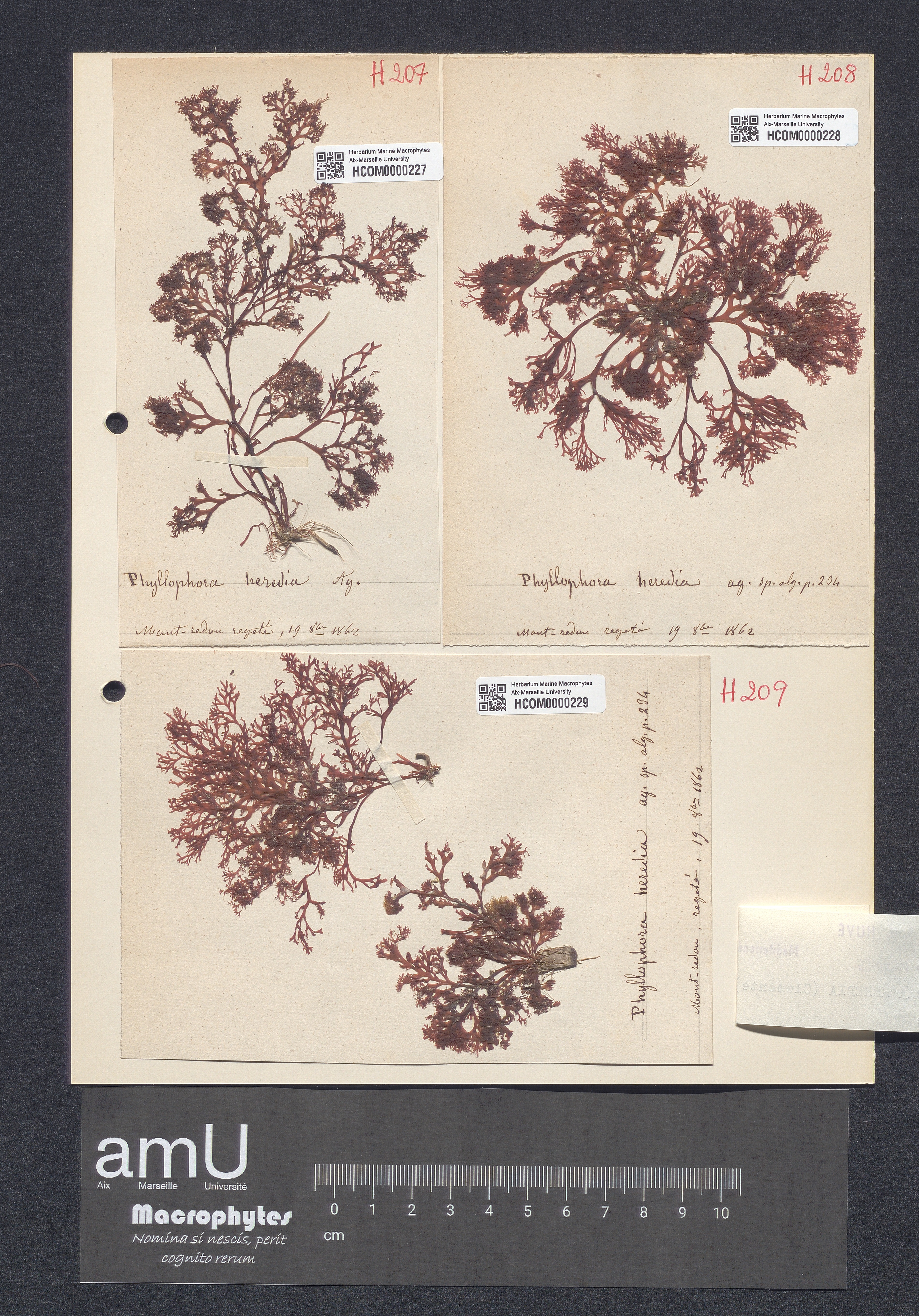 Phyllophora heredia specimen