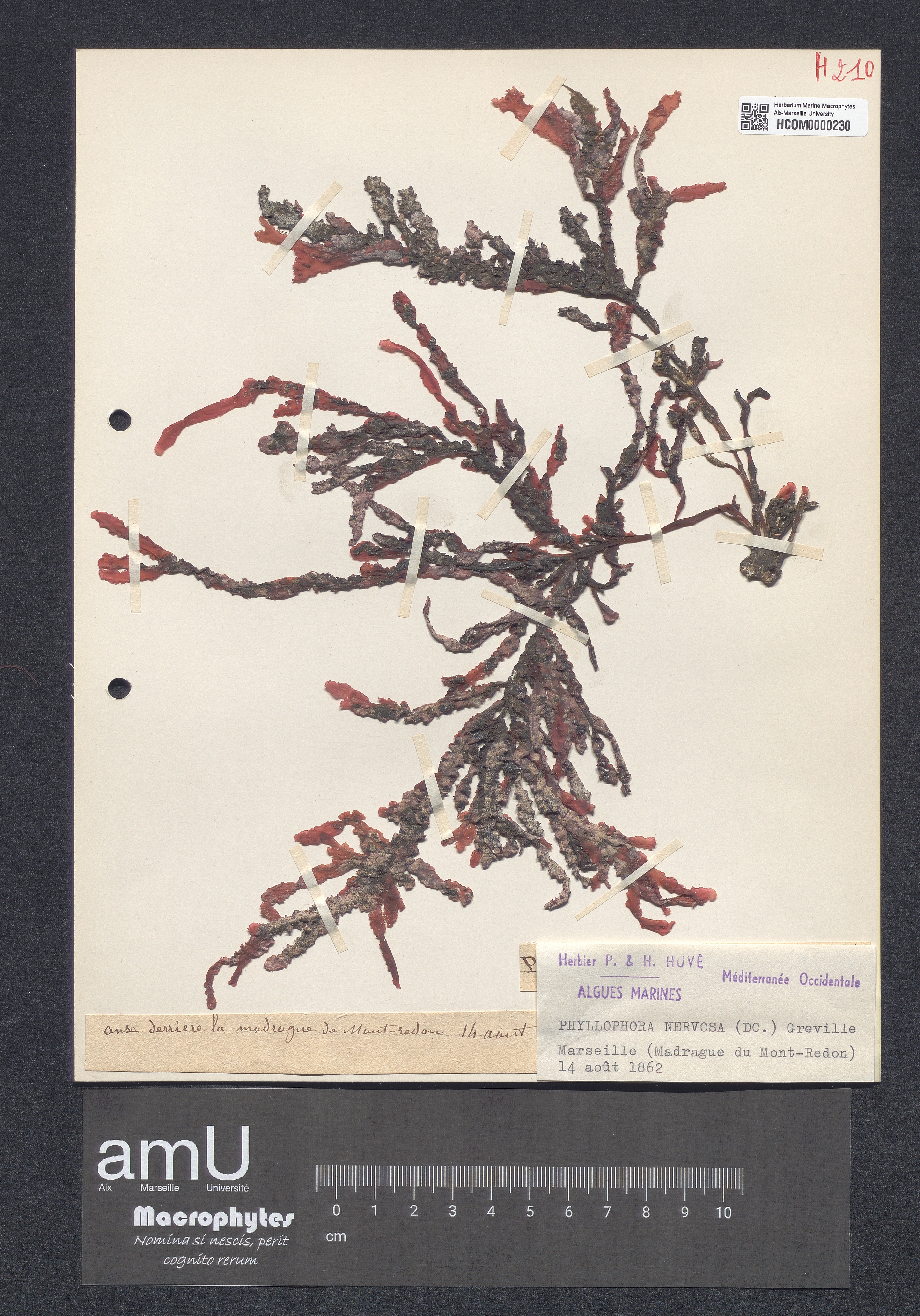 Phyllophora nervosa specimen