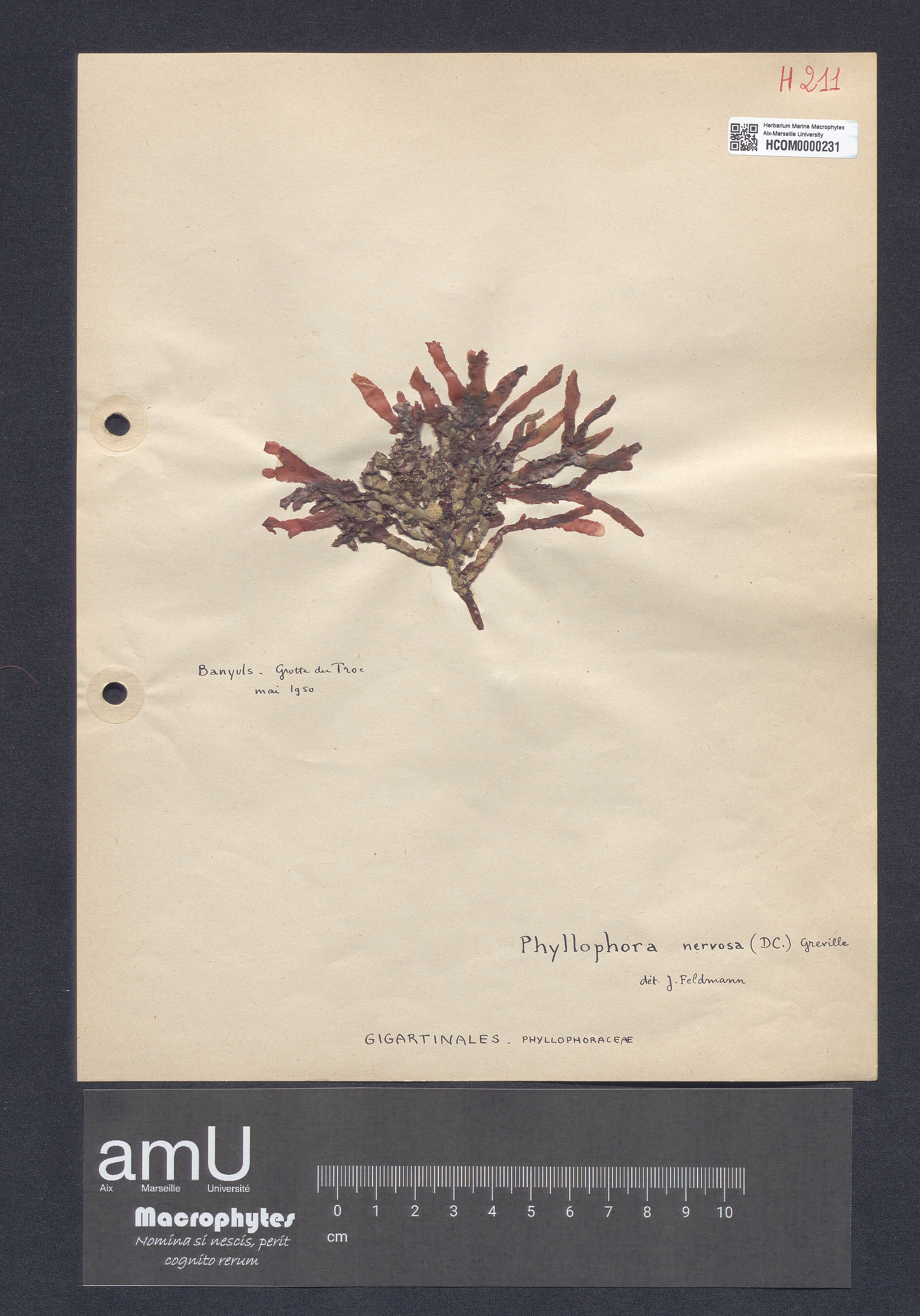 Phyllophora nervosa specimen