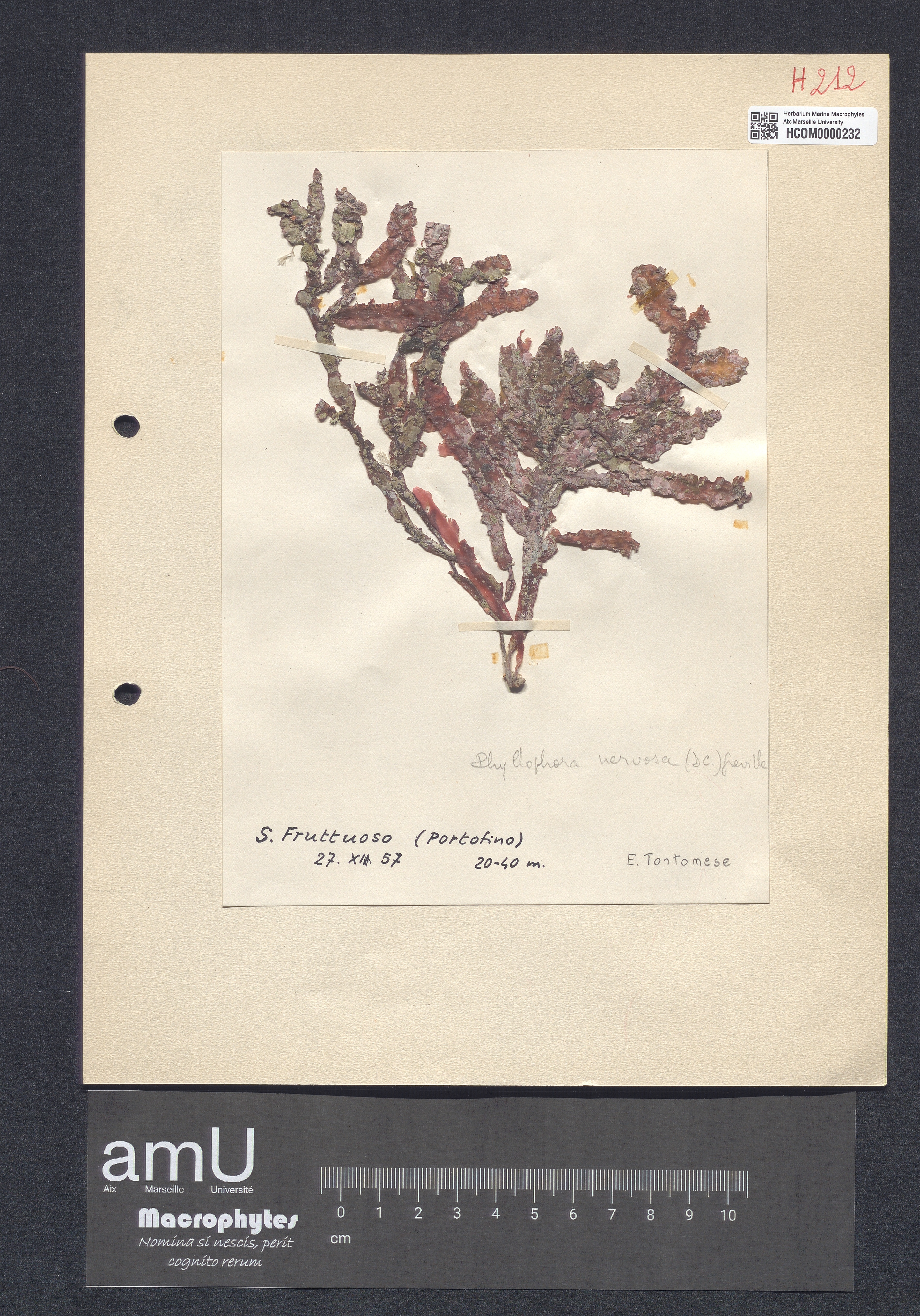 Phyllophora nervosa specimen