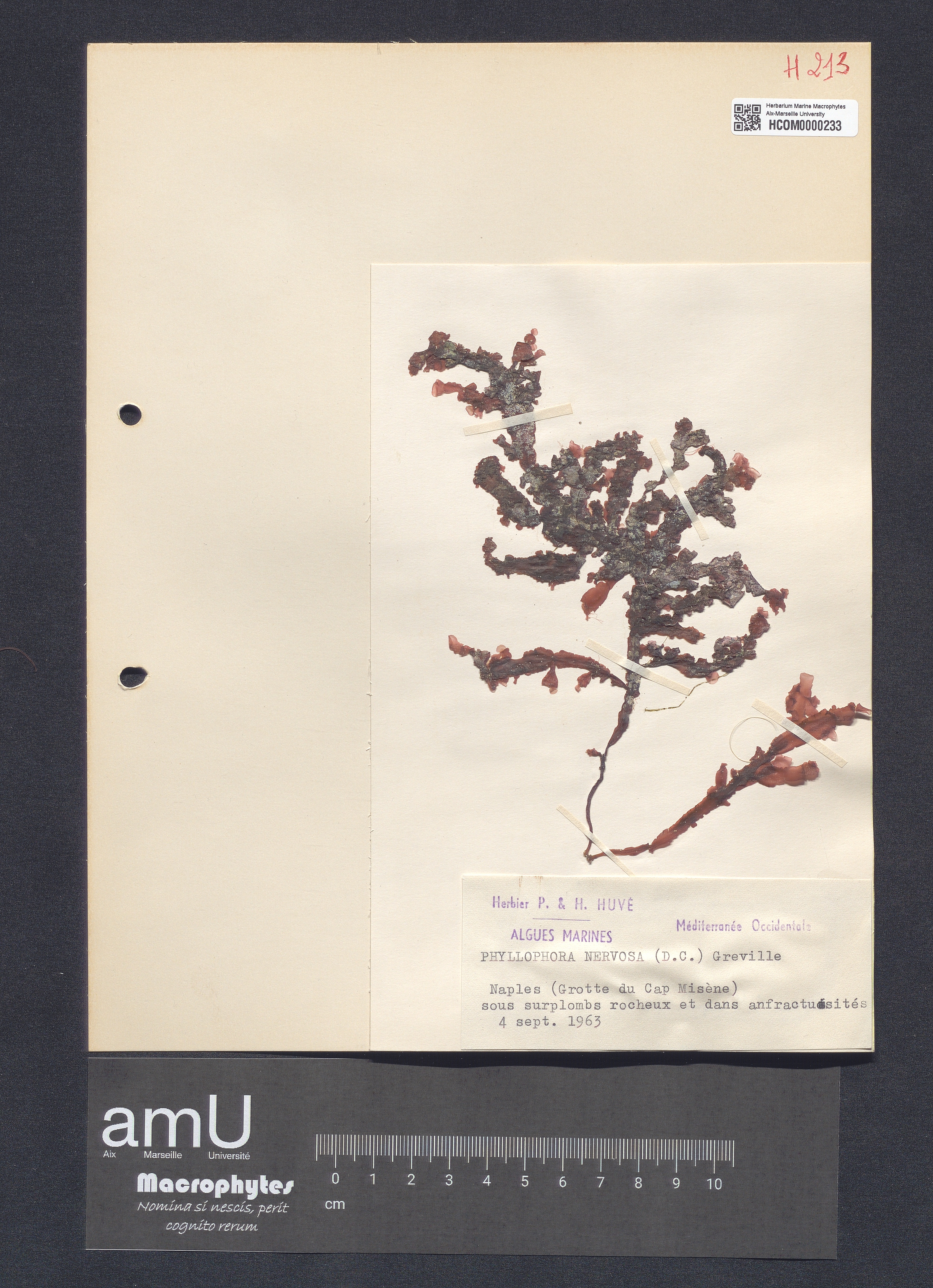 Phyllophora nervosa specimen