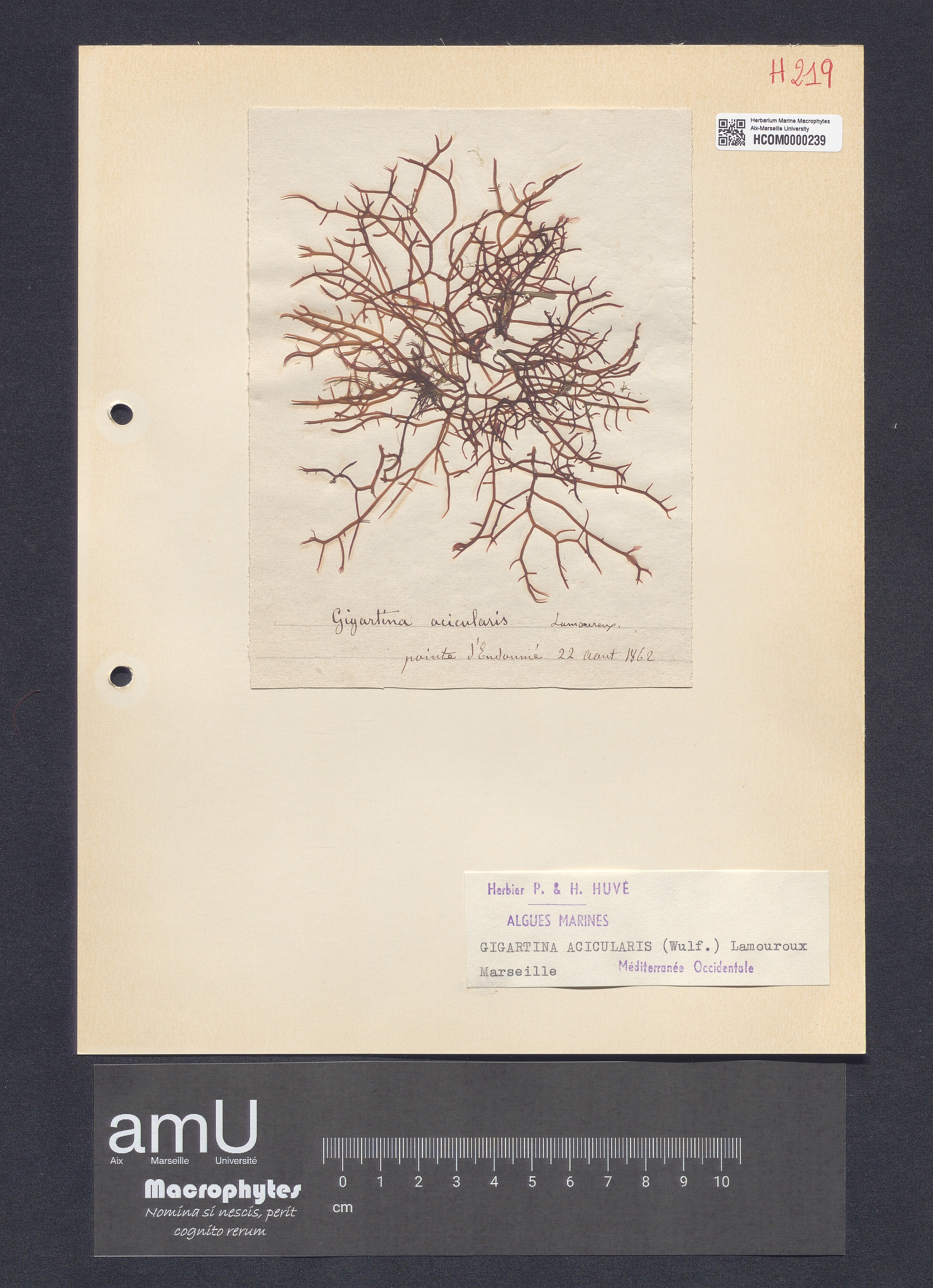 Gigartina acicularis specimen