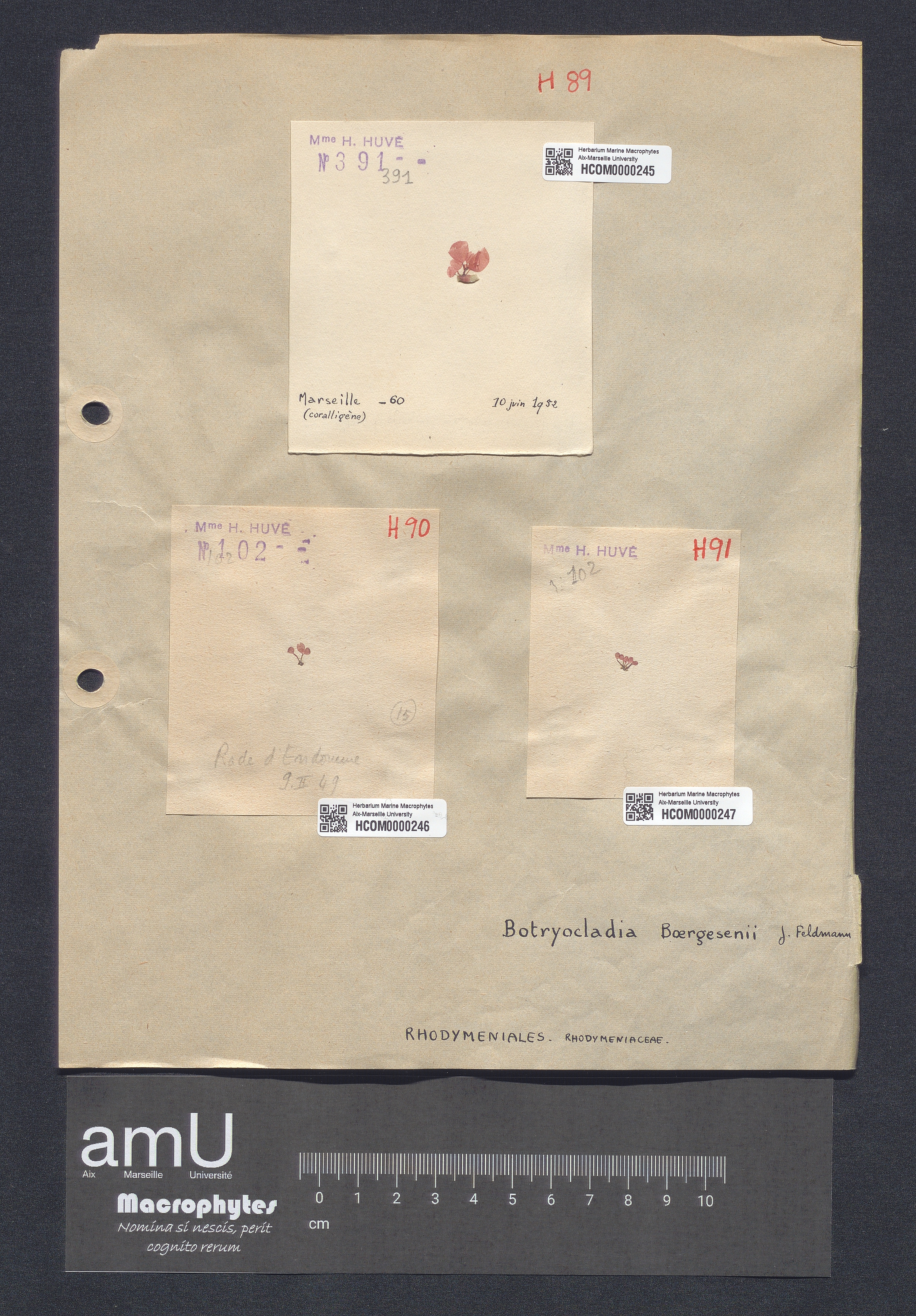 Botryocladia boergesenii specimen