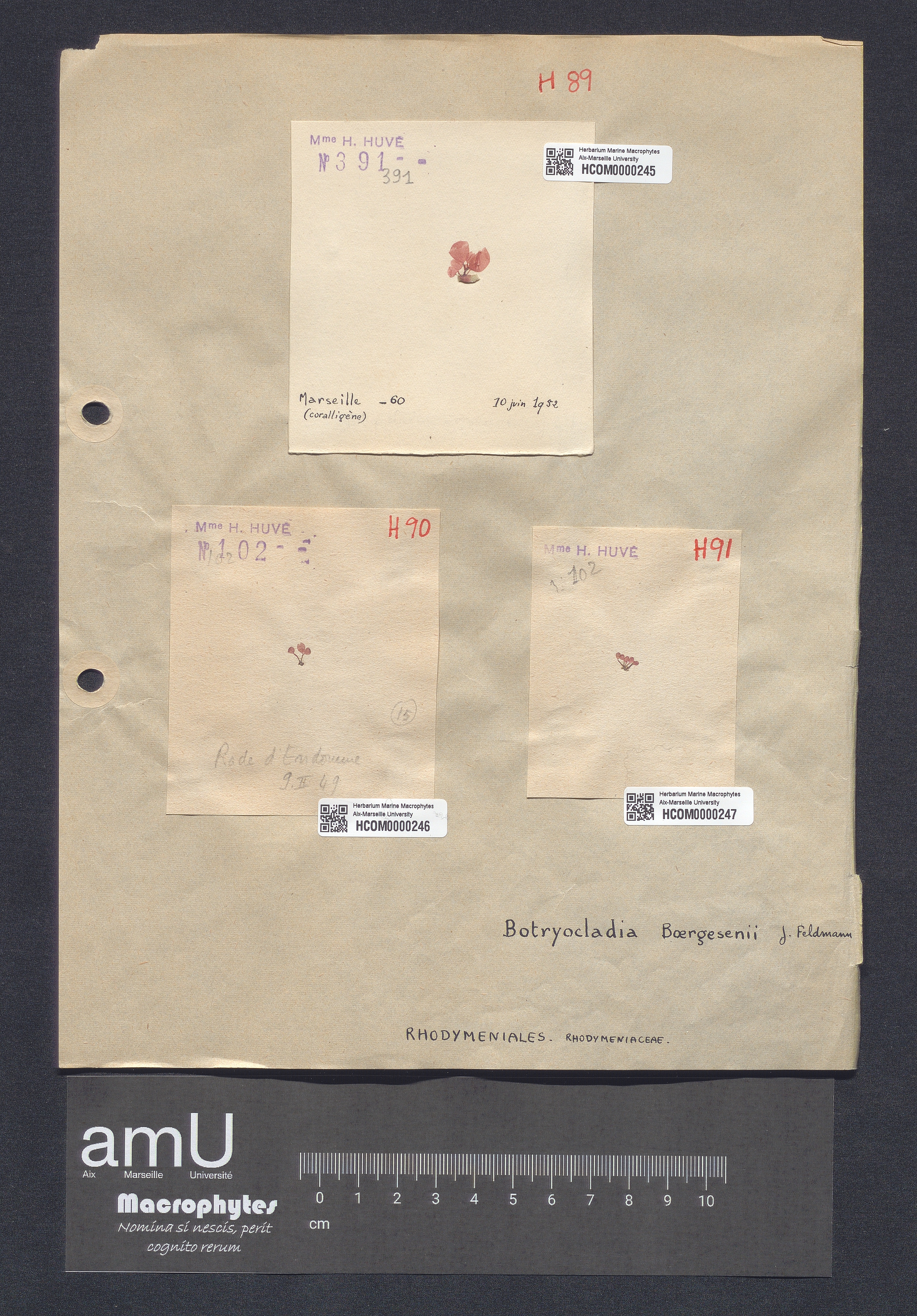Botryocladia boergesenii specimen