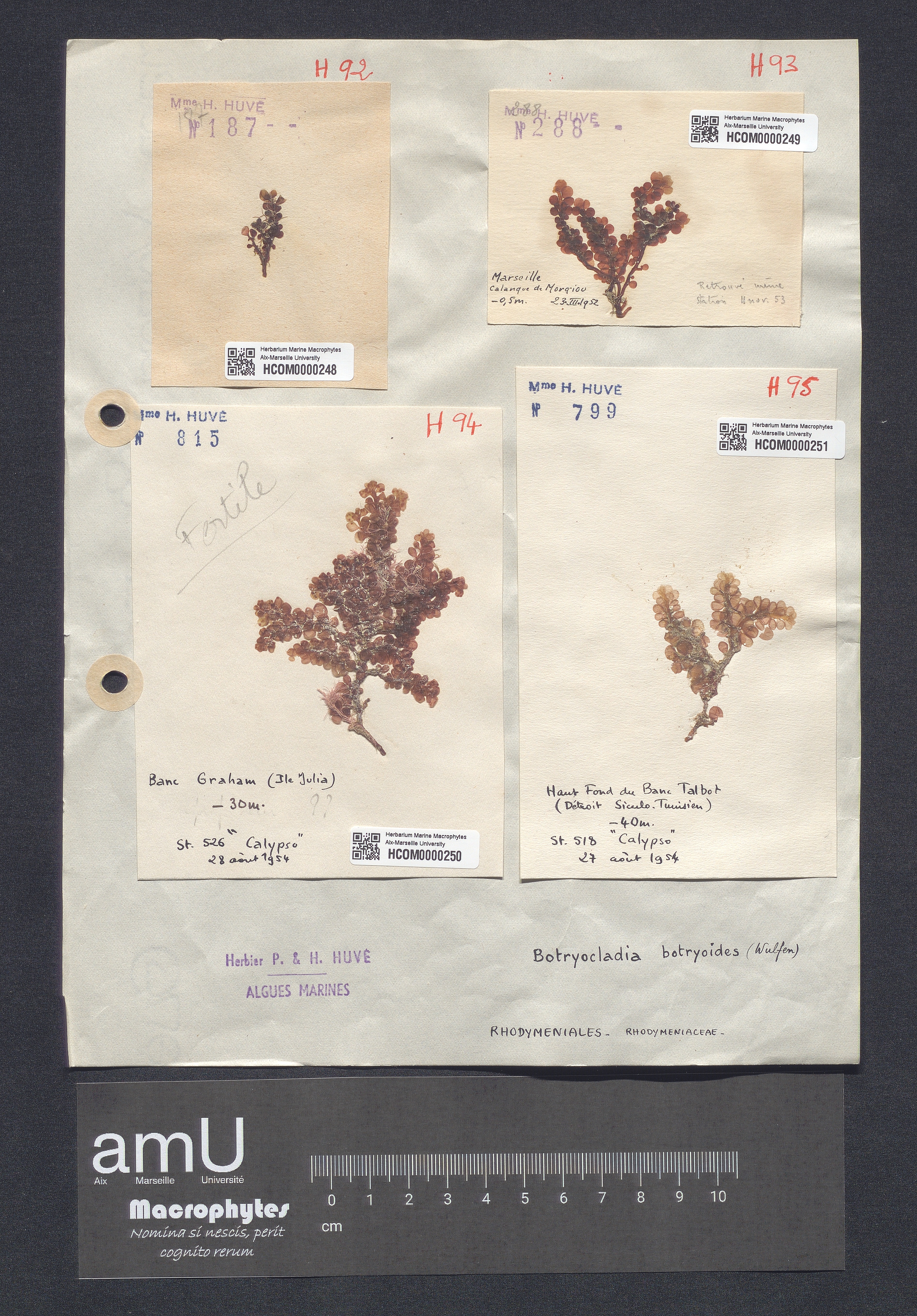 Botryocladia botryoides specimen