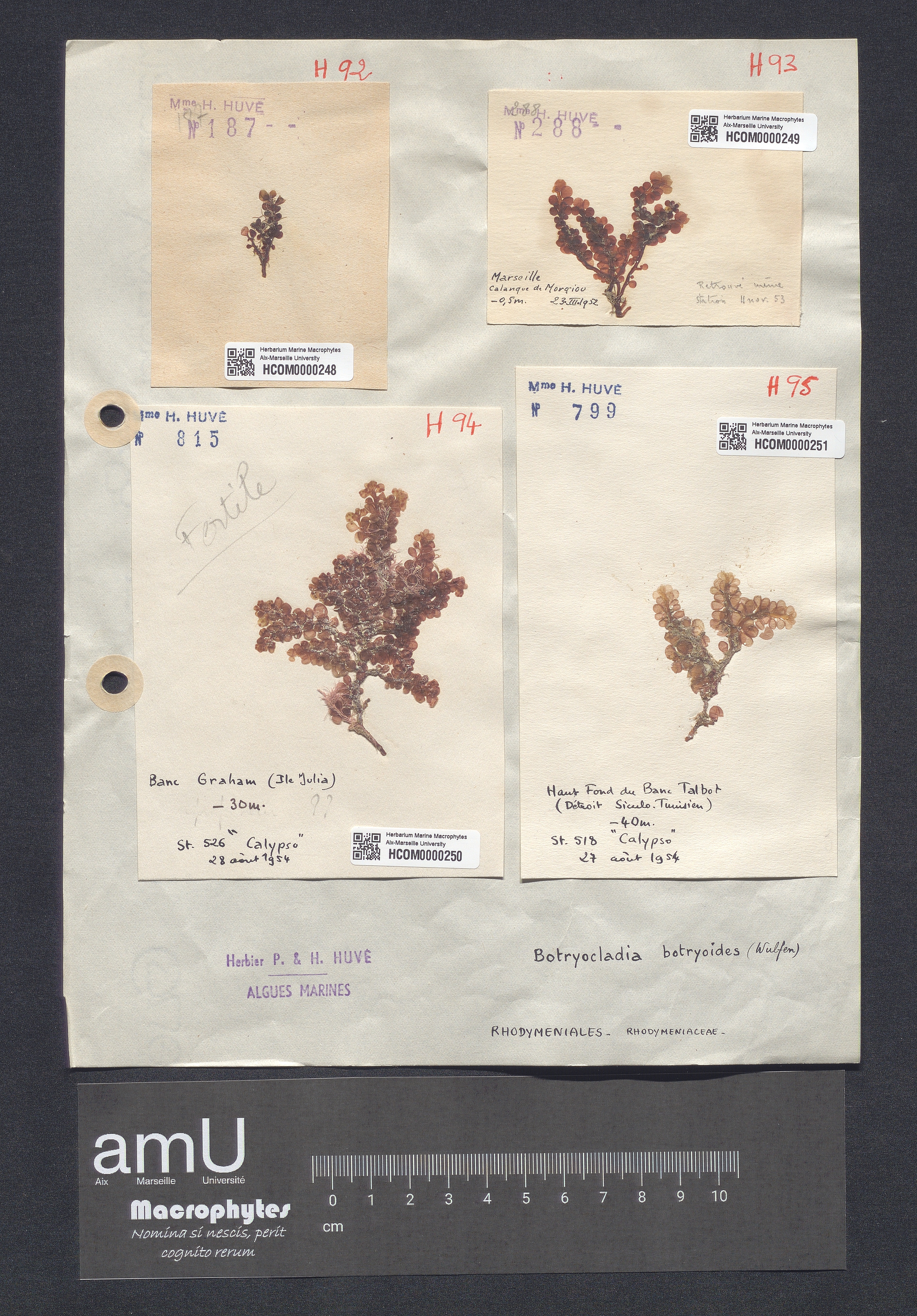 Botryocladia botryoides specimen