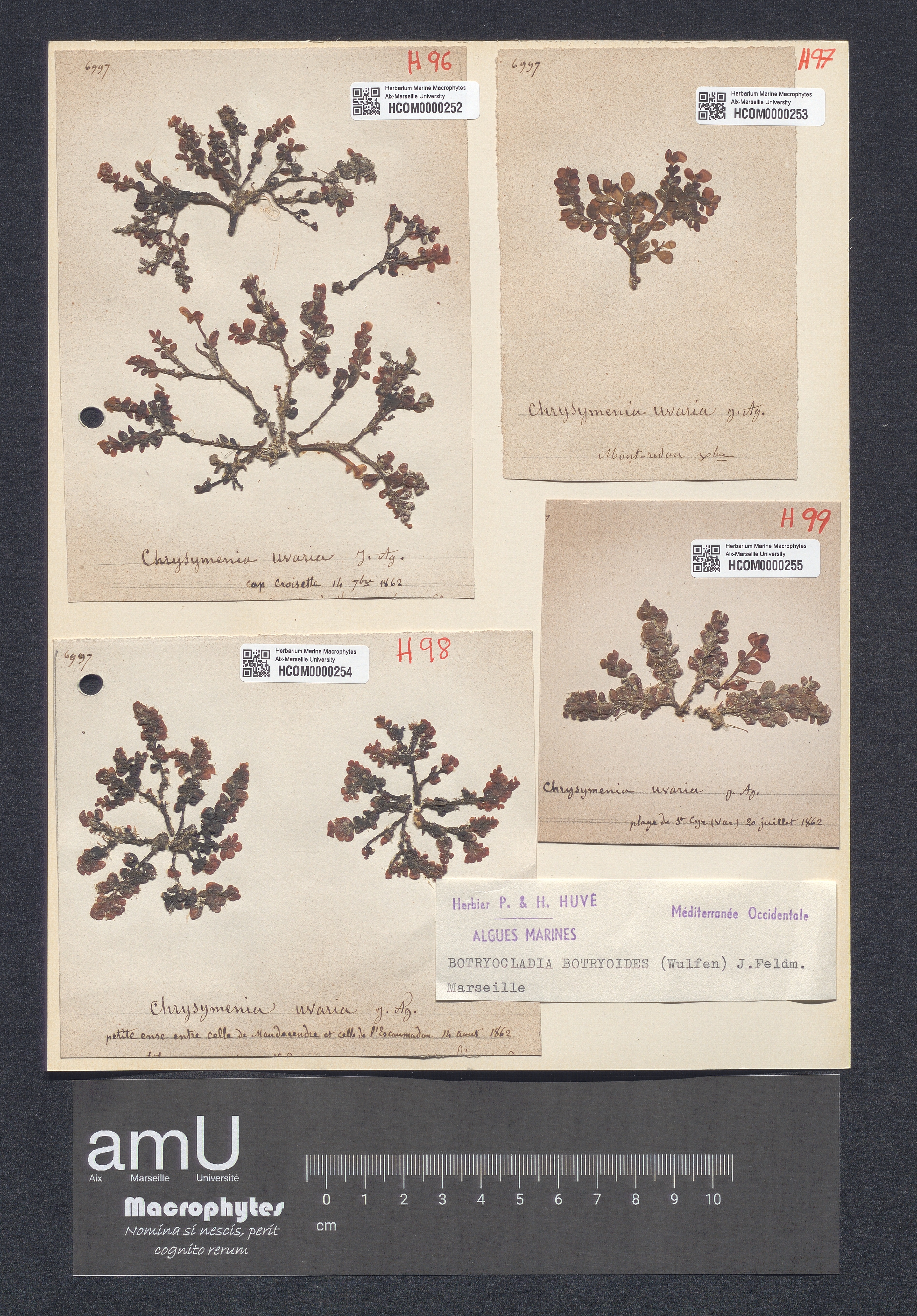Botryocladia botryoides specimen