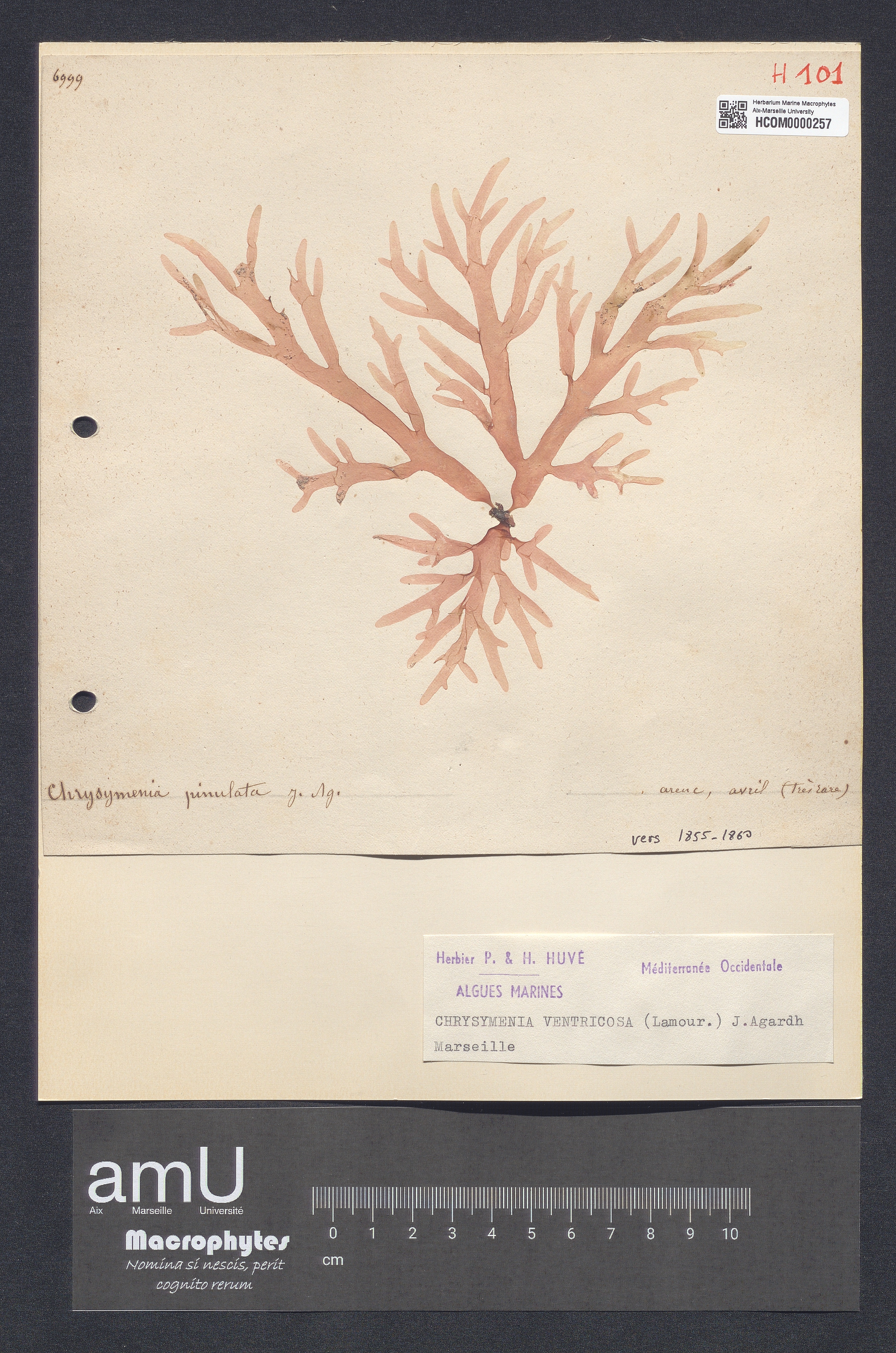 Chrysymenia ventricosa specimen