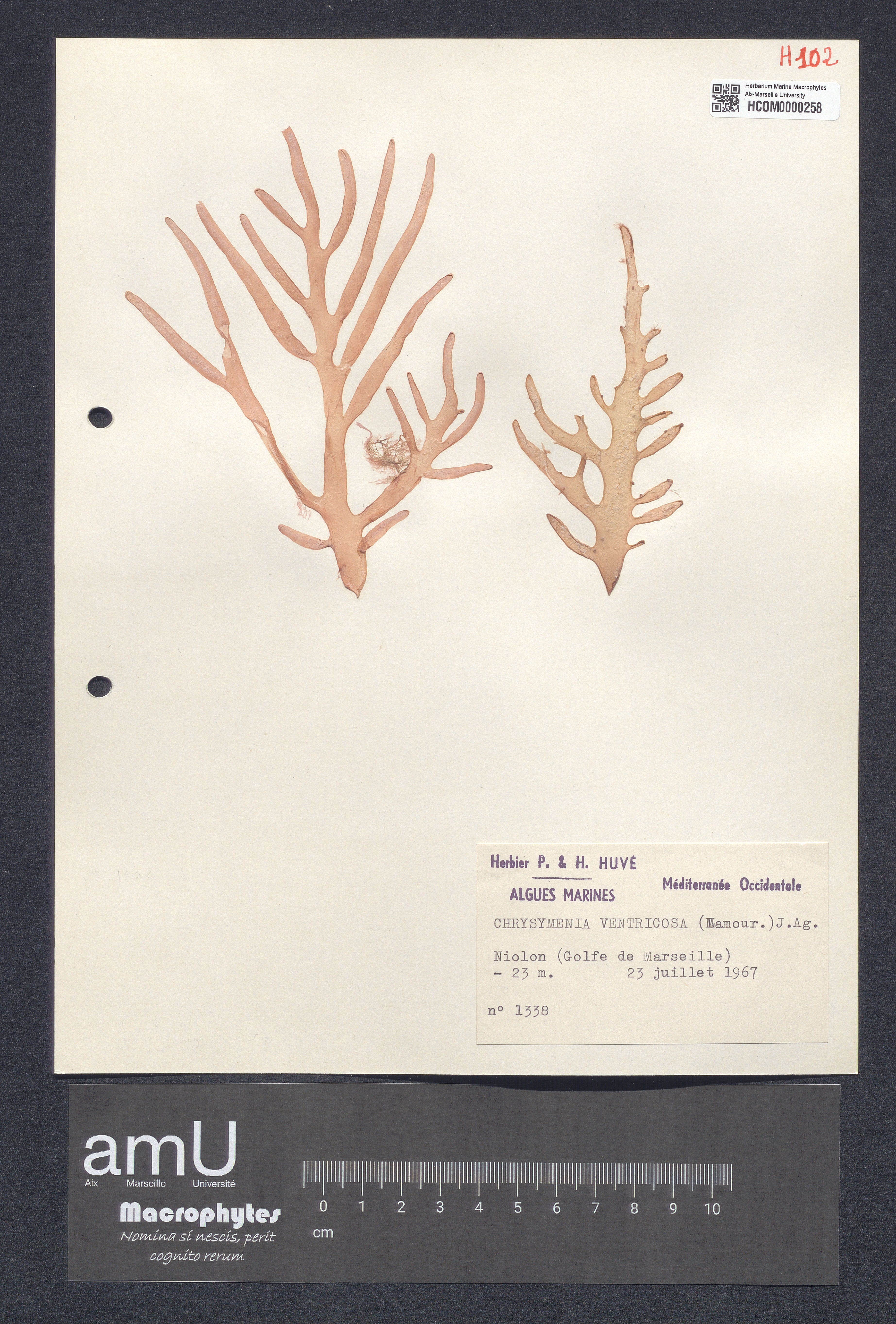 Chrysymenia ventricosa specimen