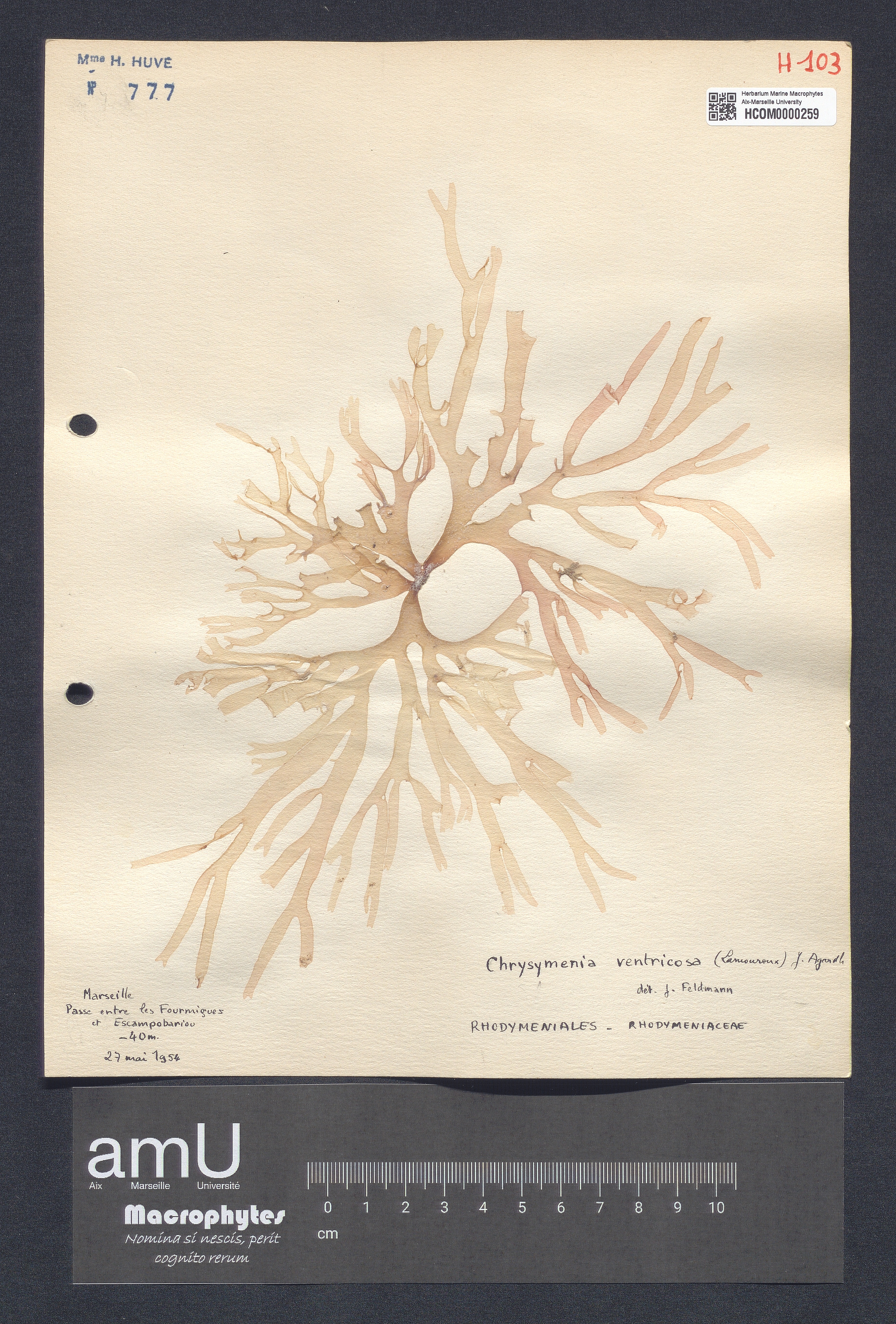 Chrysymenia ventricosa specimen