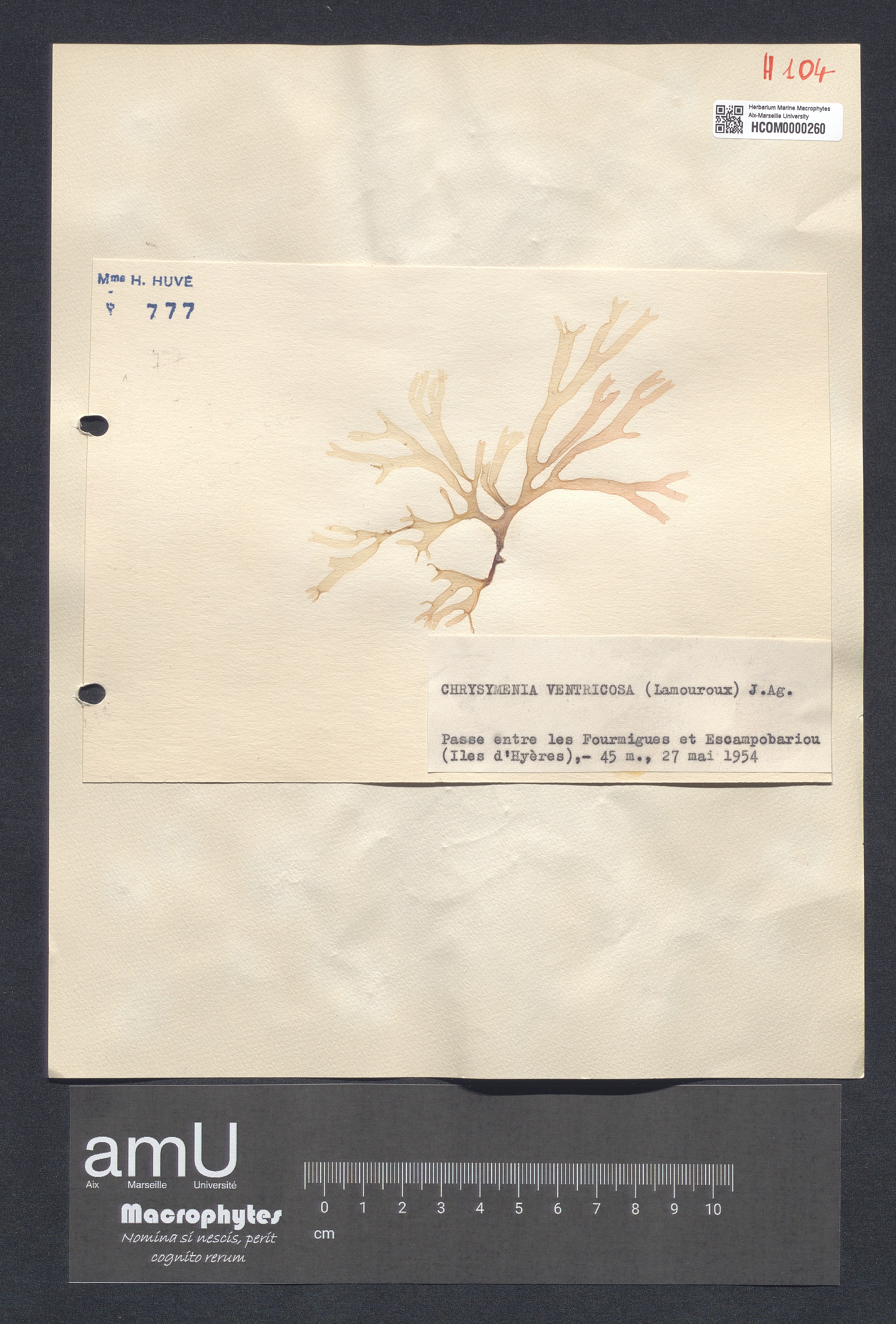 Chrysymenia ventricosa specimen
