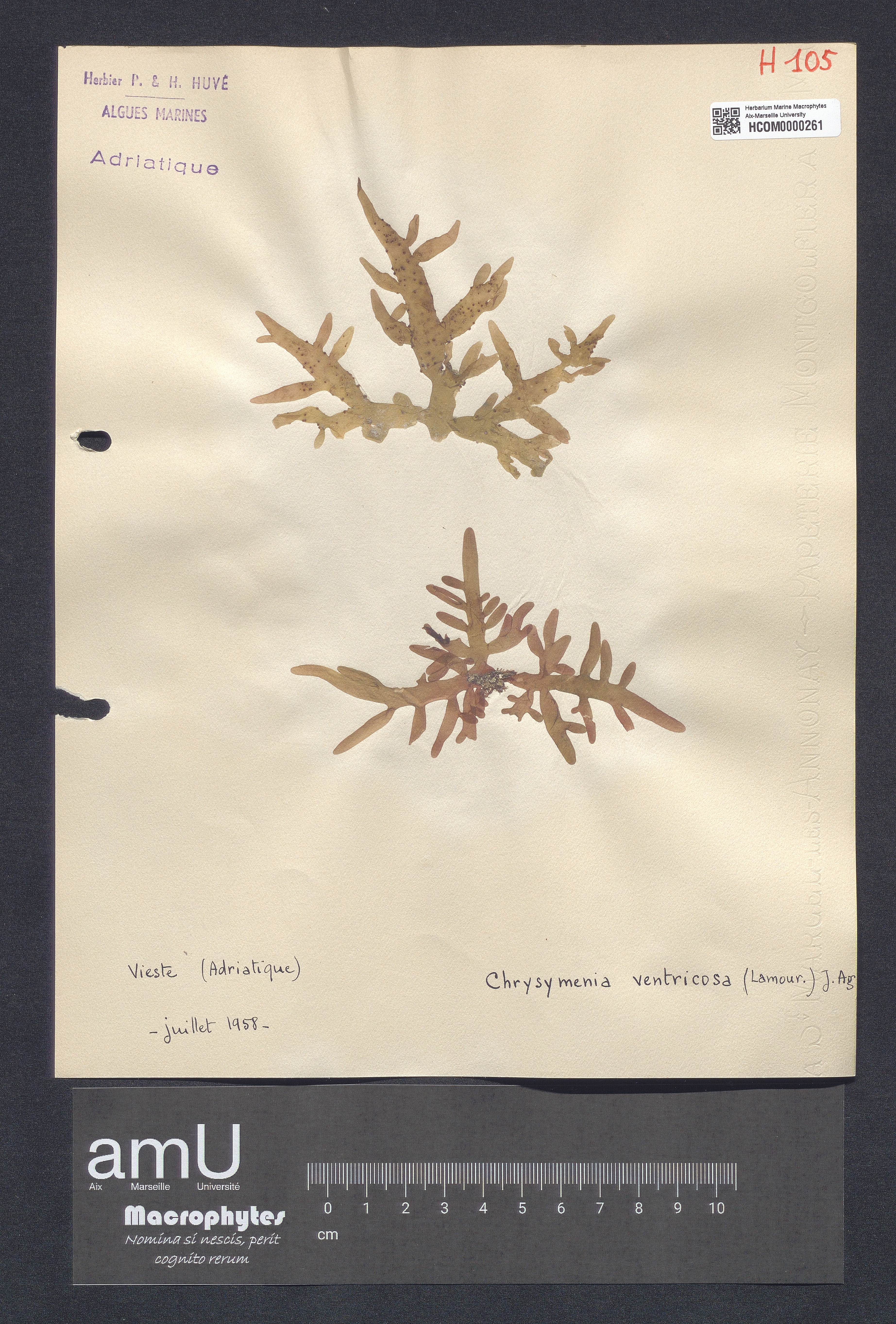 Chrysymenia ventricosa specimen