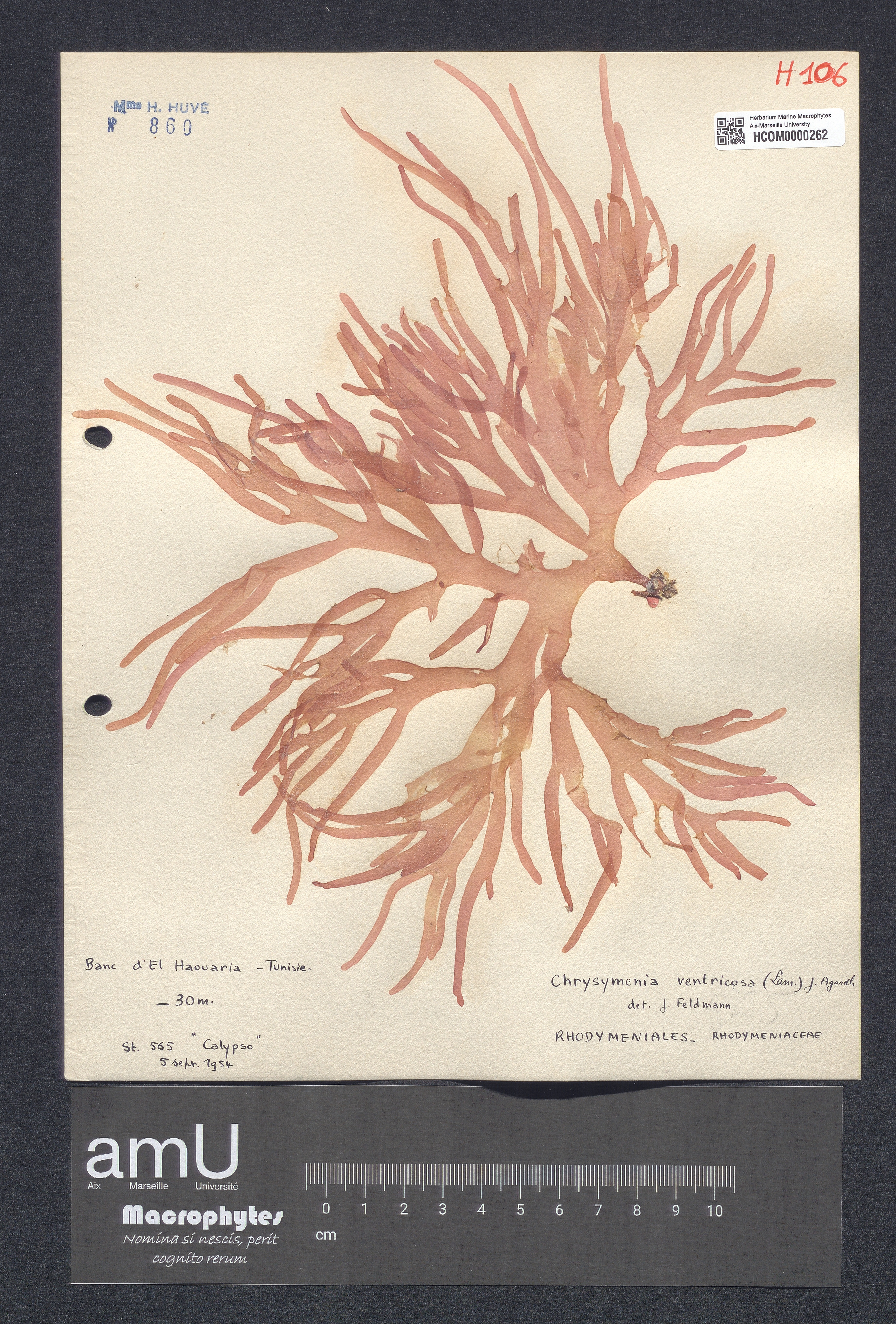 Chrysymenia ventricosa specimen