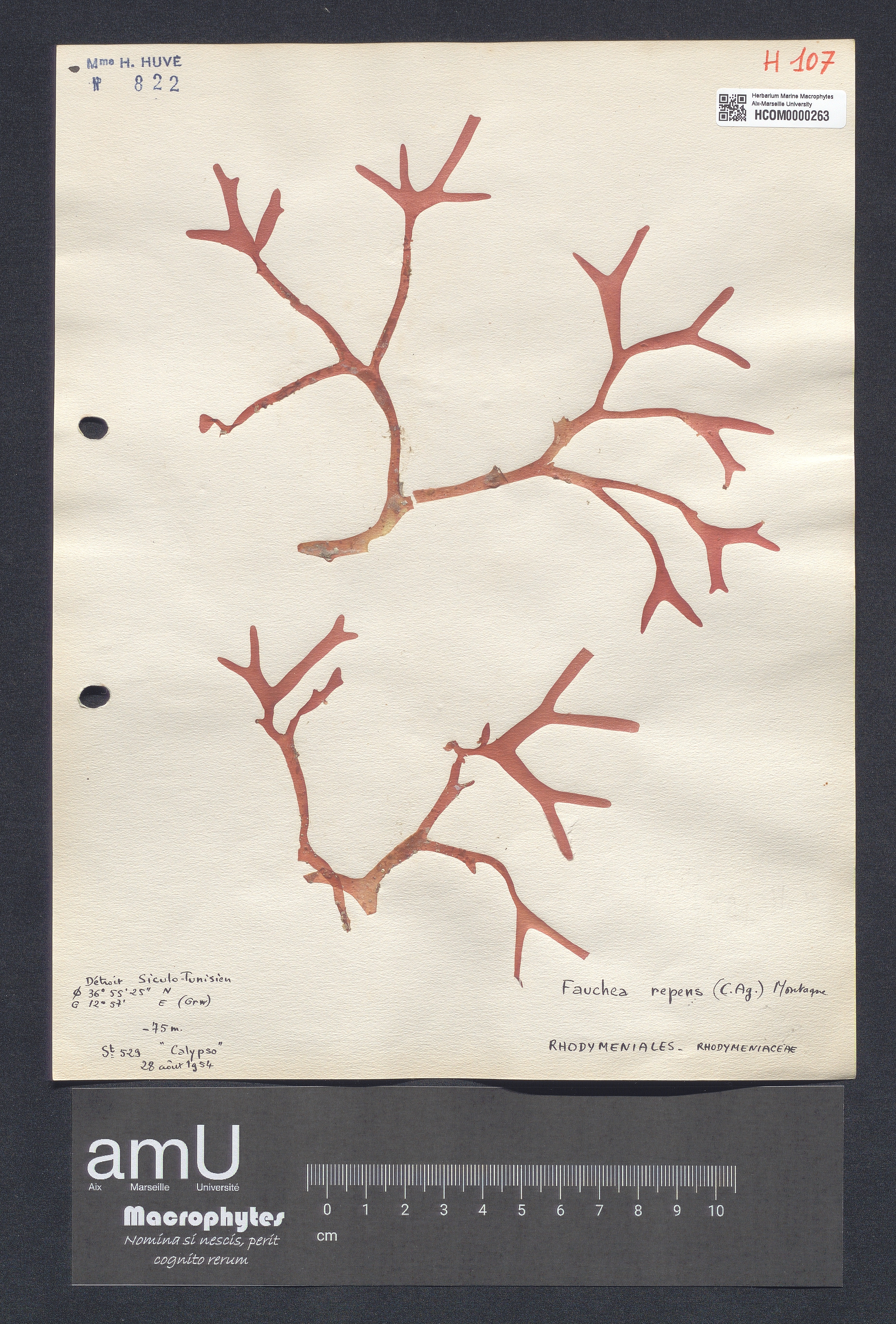 Fauchea repens specimen