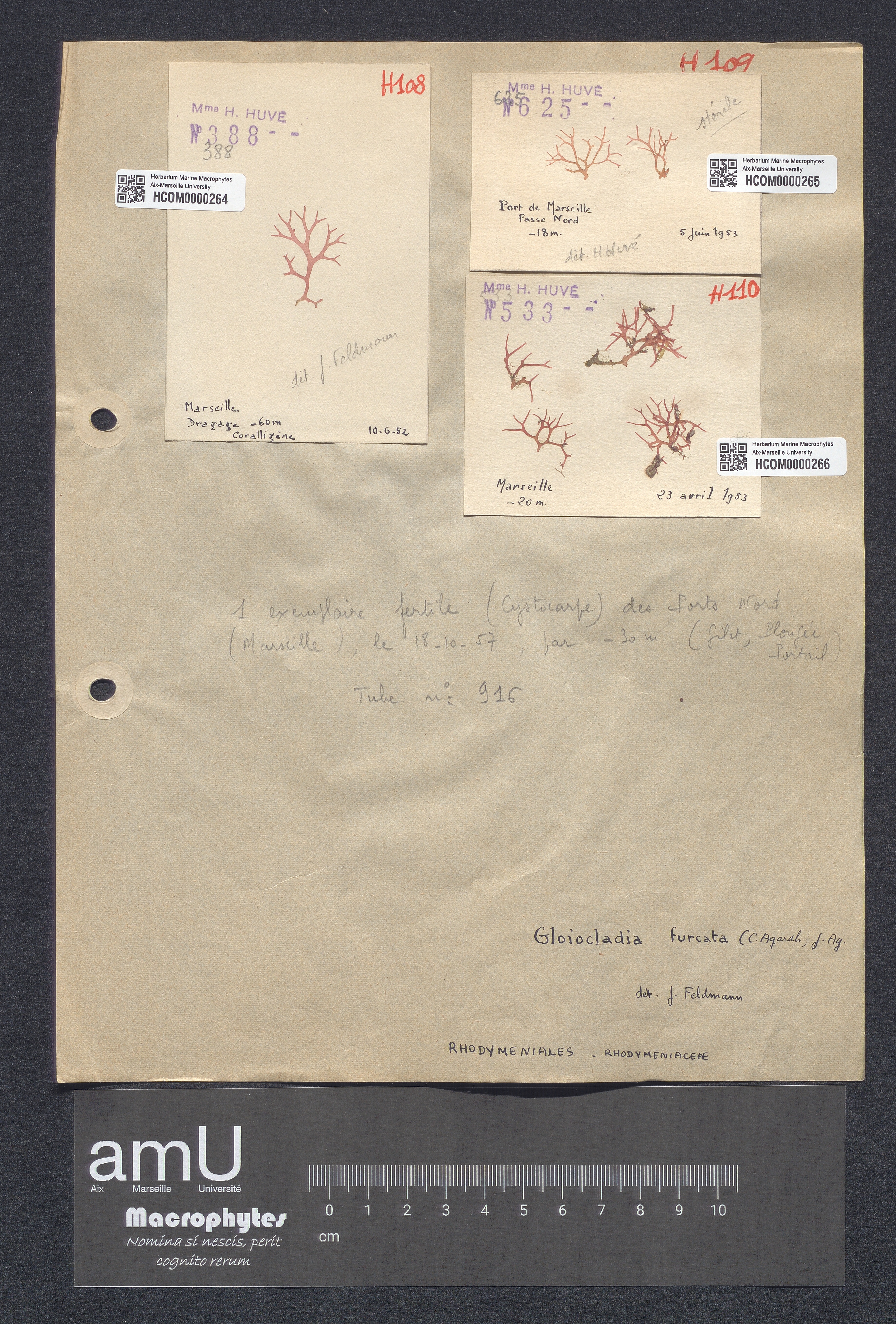 Gloiocladia furcata specimen