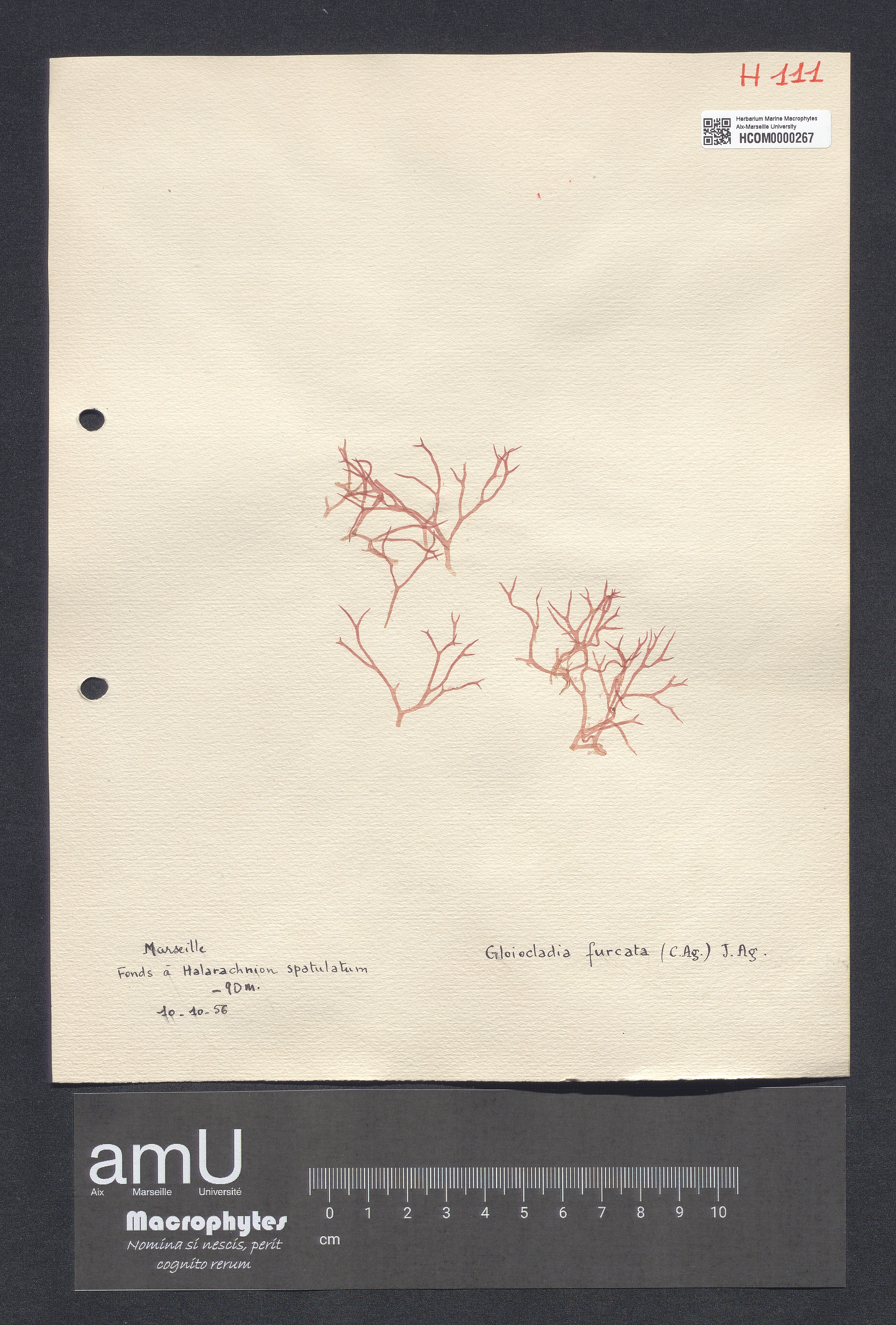 Gloiocladia furcata specimen