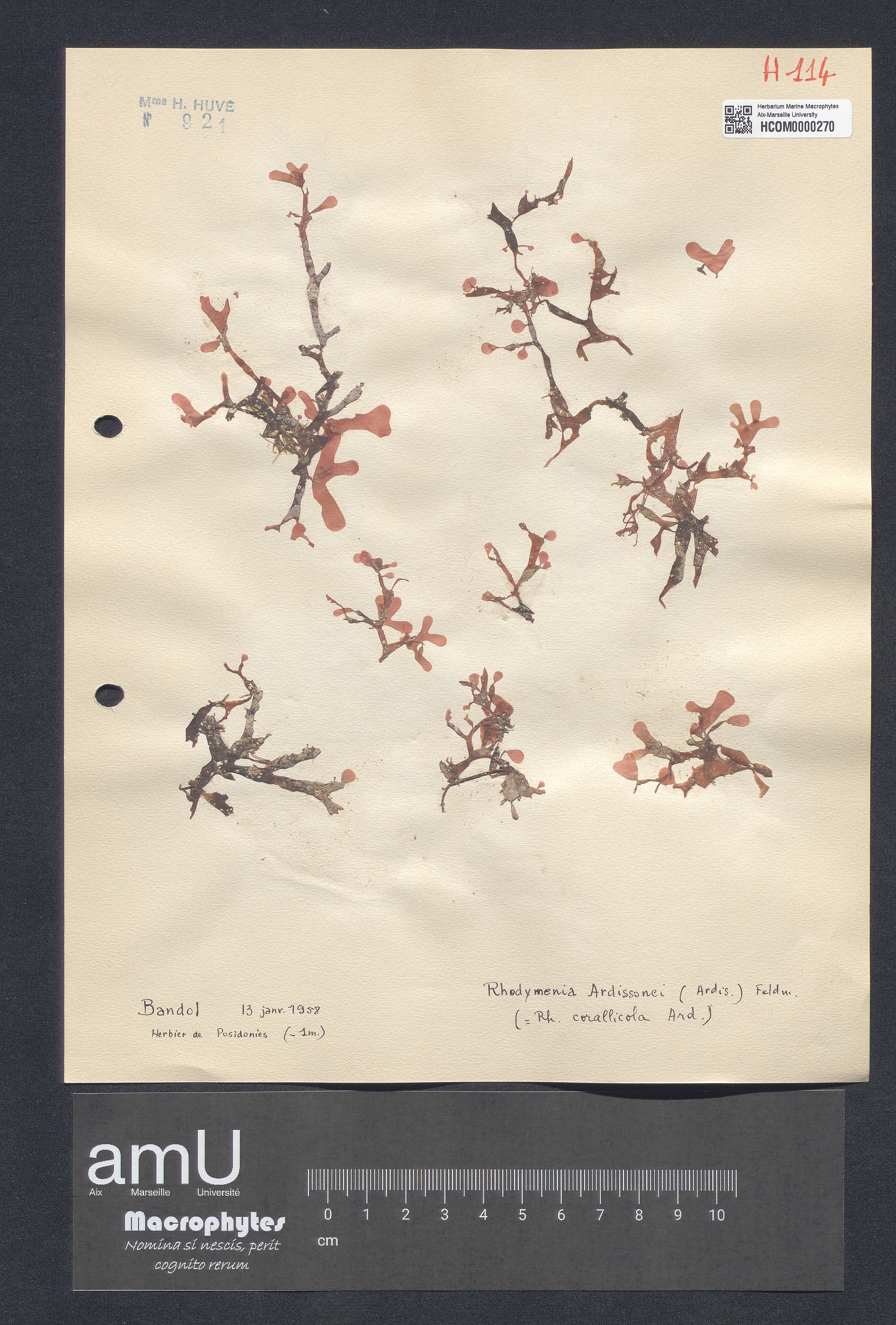 Rhodymenia ardissonei specimen
