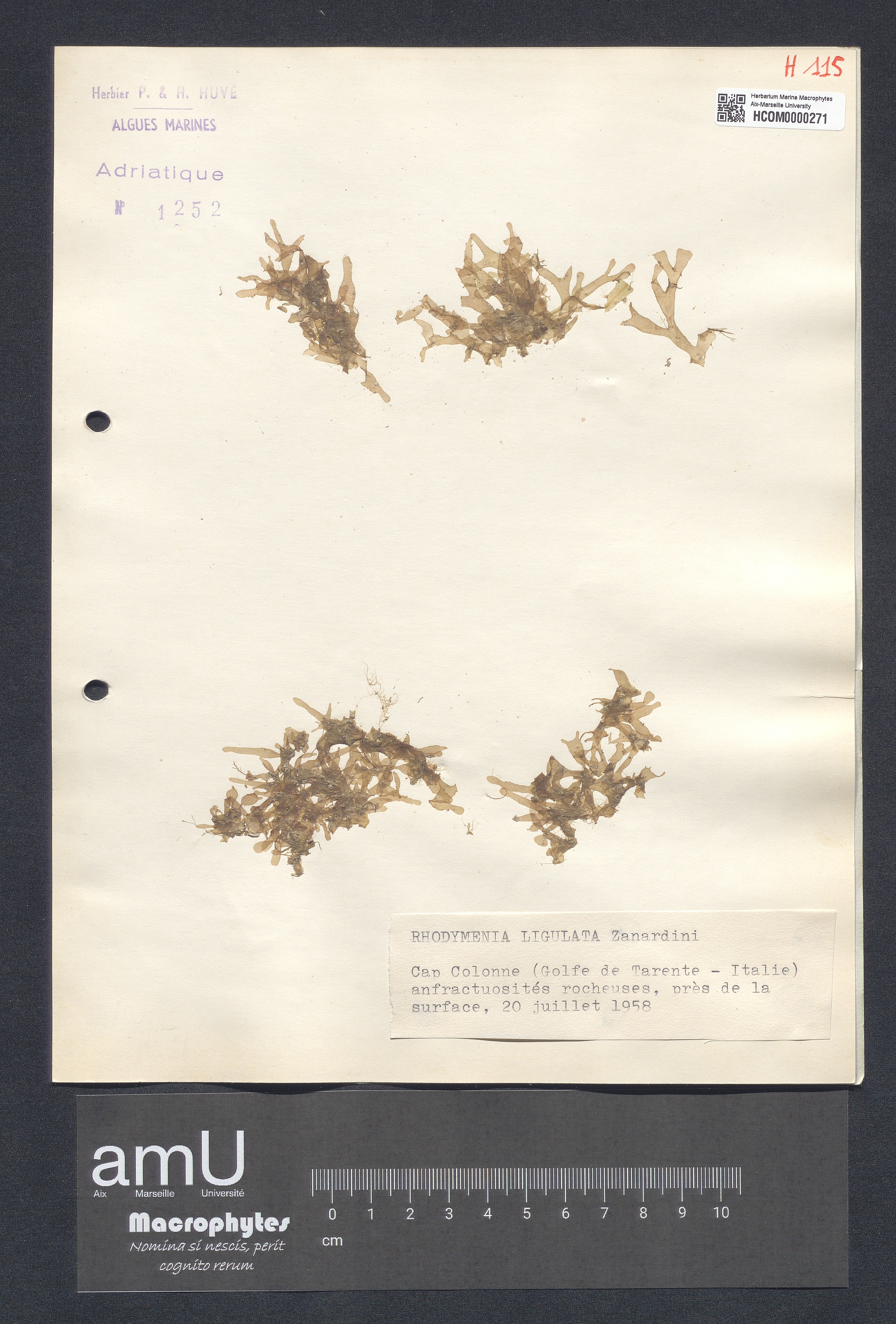 Rhodymenia ligulata specimen