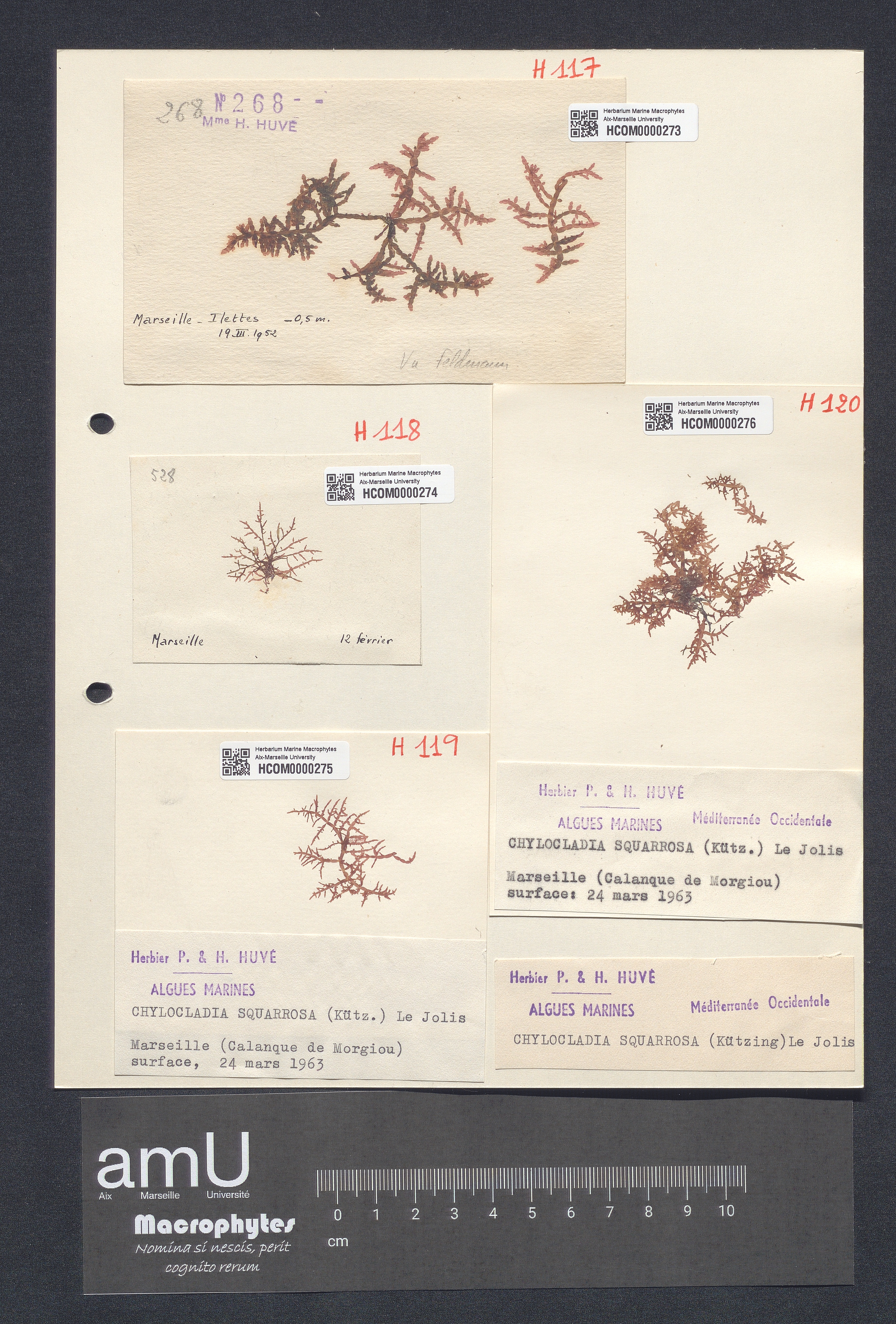 Chylocladia squarrosa specimen
