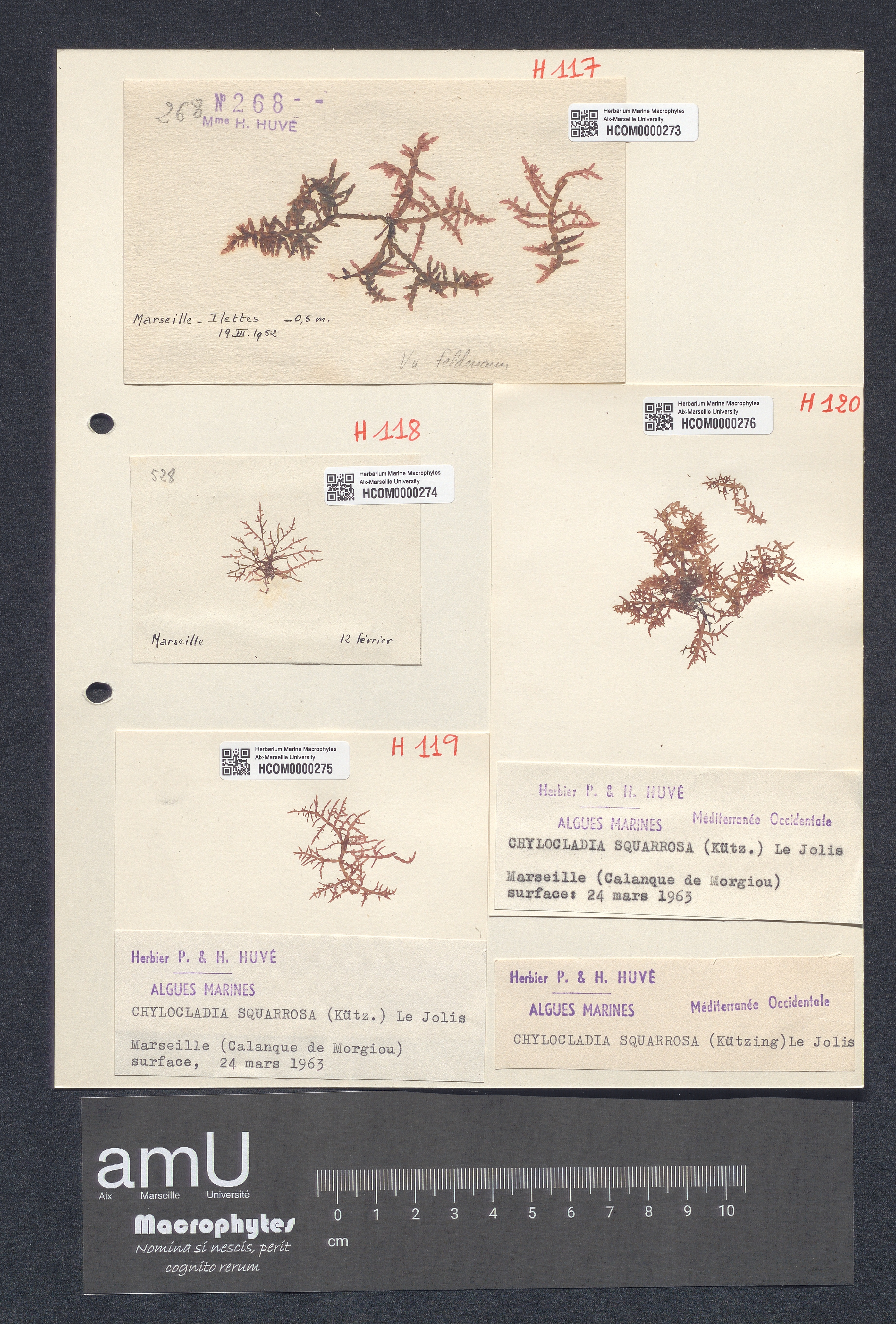 Chylocladia squarrosa specimen